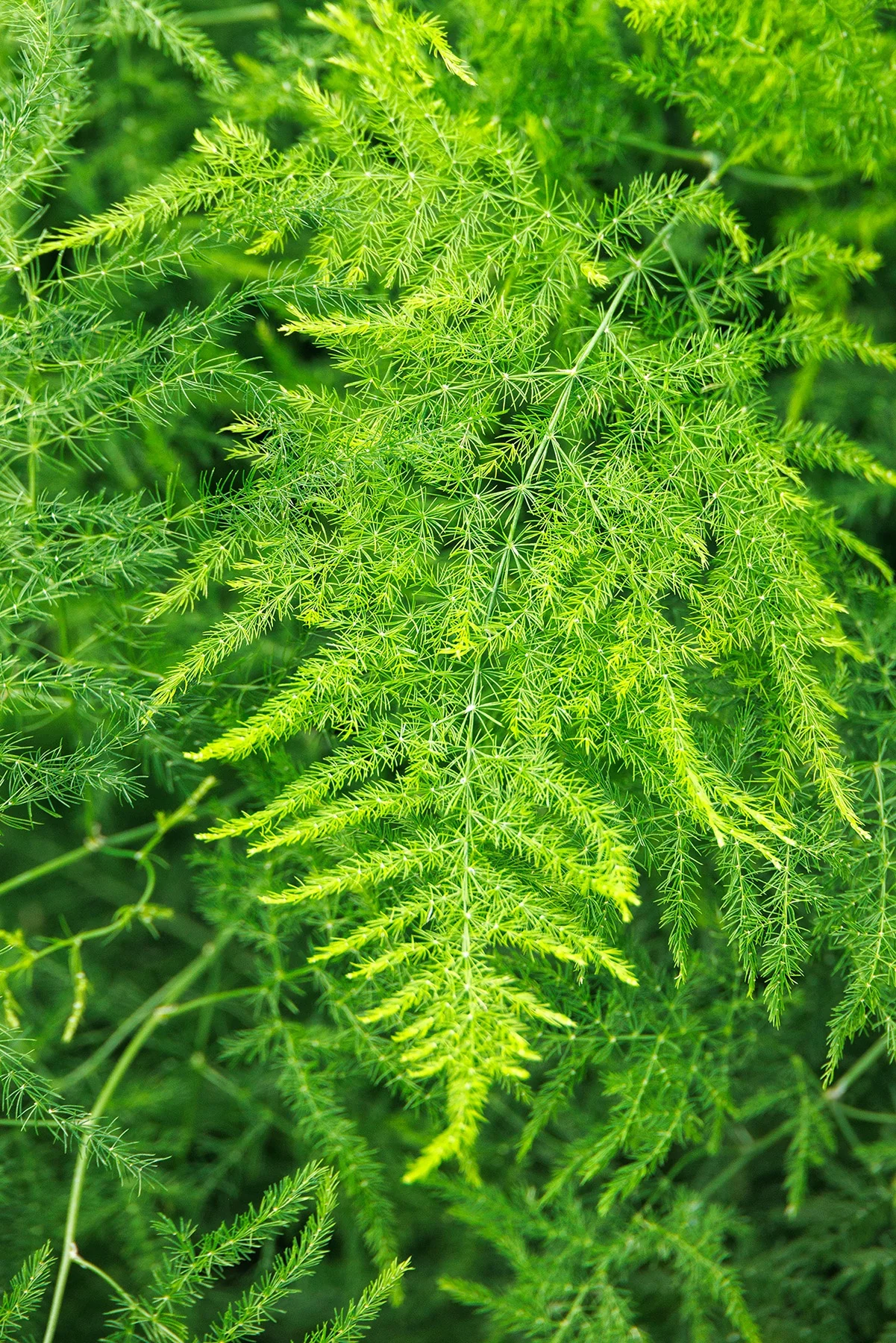 Climbing Asparagus Fern 8 Climbing Asparagus Fern