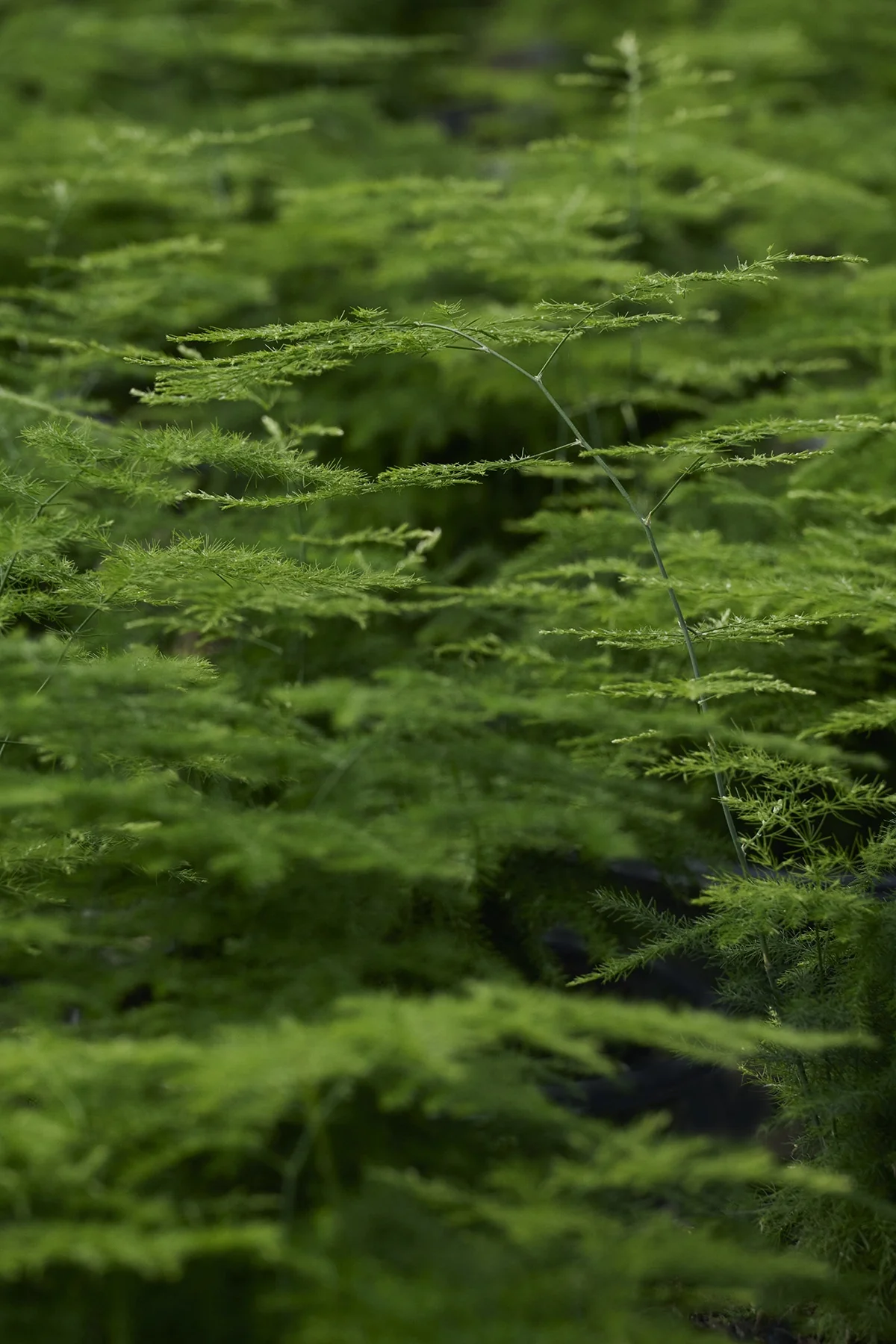 Climbing Asparagus Fern