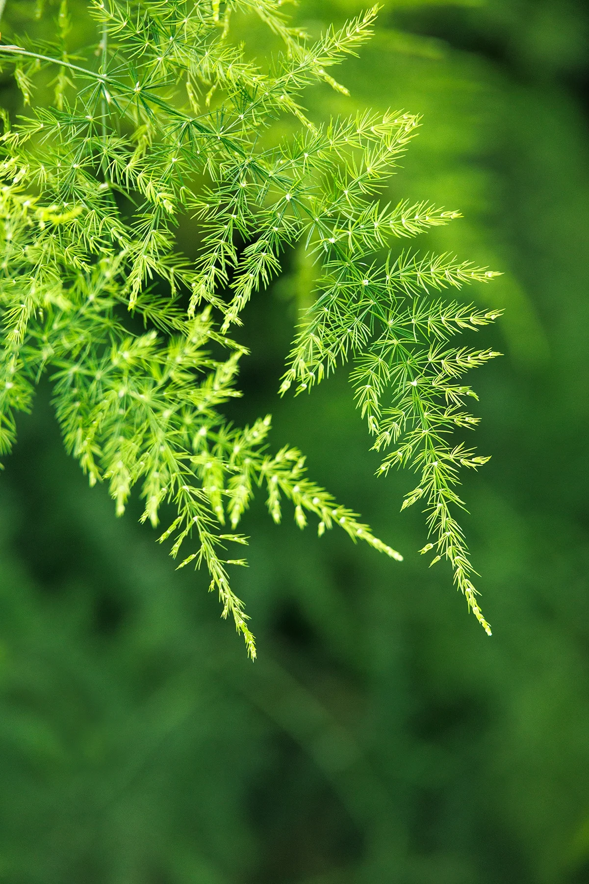 Climbing Asparagus Fern 3 Climbing Asparagus Fern