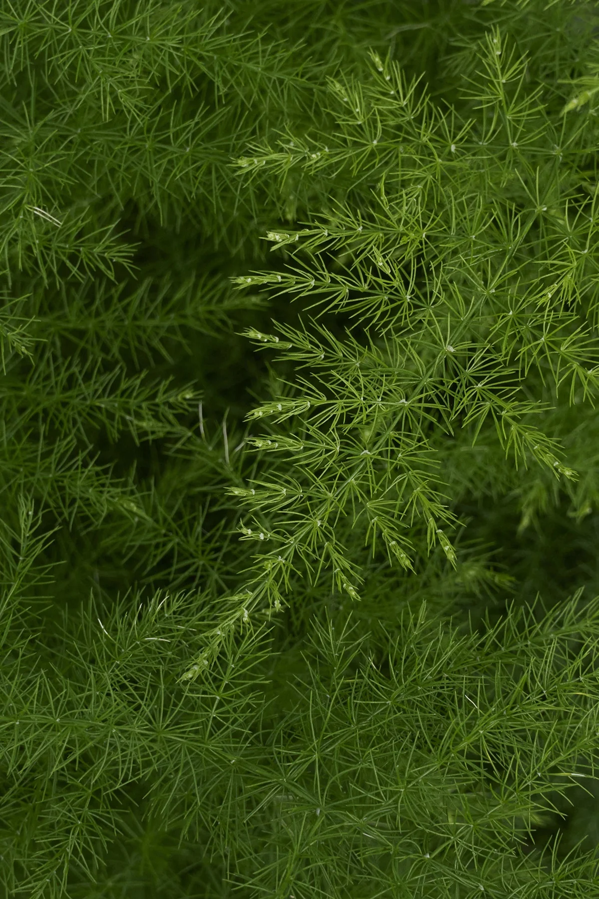 Climbing Asparagus Fern 4 Climbing Asparagus Fern