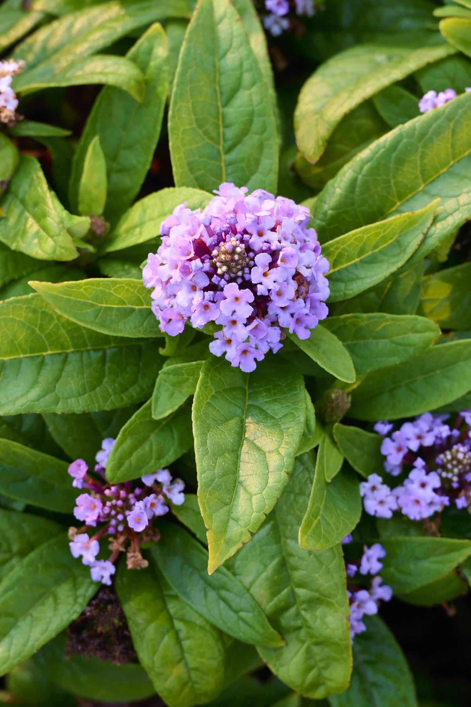 Sparkler® Pink Petite Butterfly Bush 1 Sparkler® Pink Petite Butterfly Bush