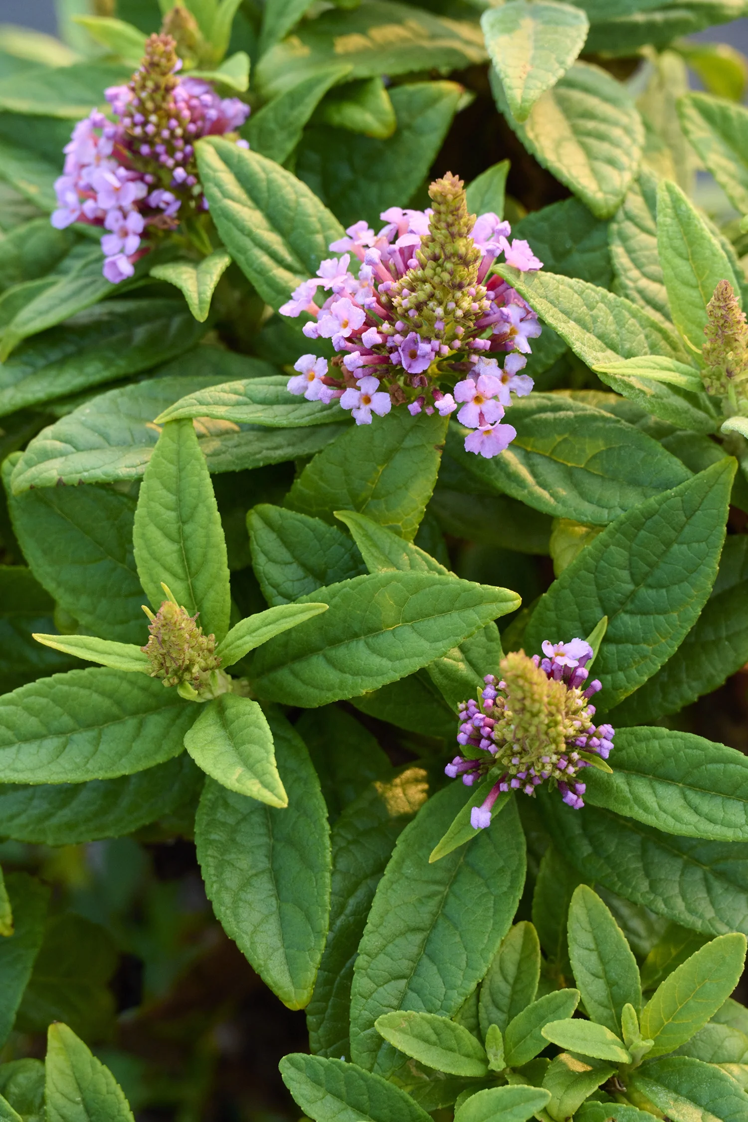 Sparkler® Pink Petite Butterfly Bush 2 Sparkler® Pink Petite Butterfly Bush
