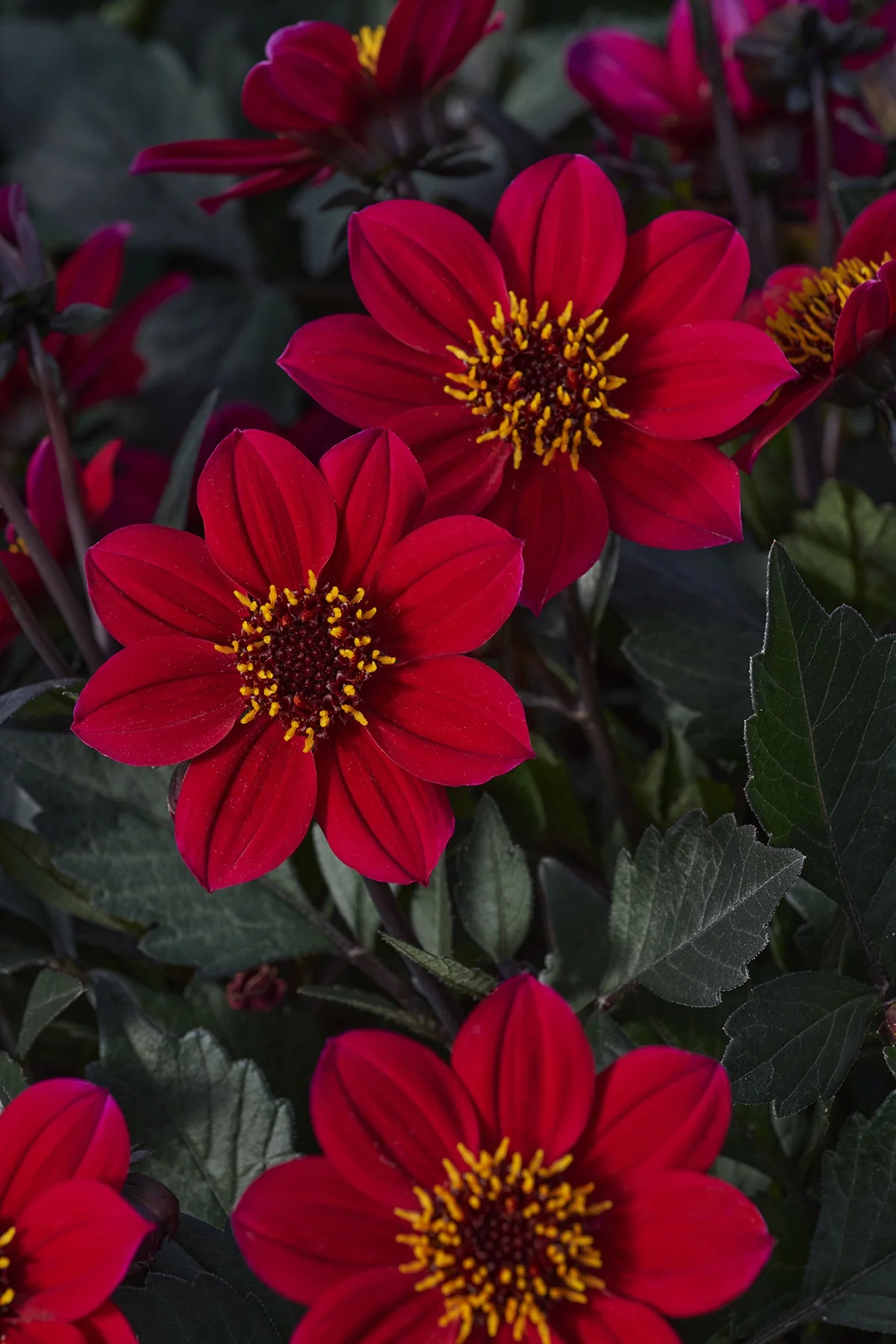 Happy Days™ Cherry Red Dahlia 4 Happy Days™ Cherry Red Dahlia
