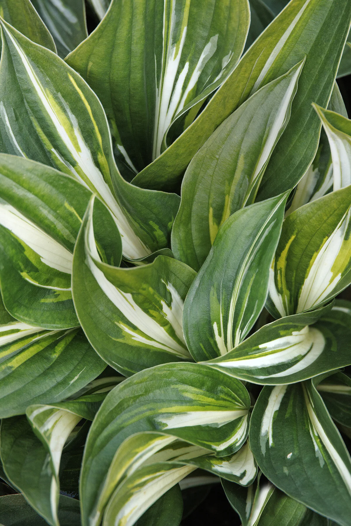 Lakeside Paisley Print Hosta