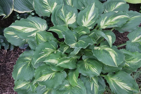 Lakeside Paisley Print Hosta 2 Lakeside Paisley Print Hosta