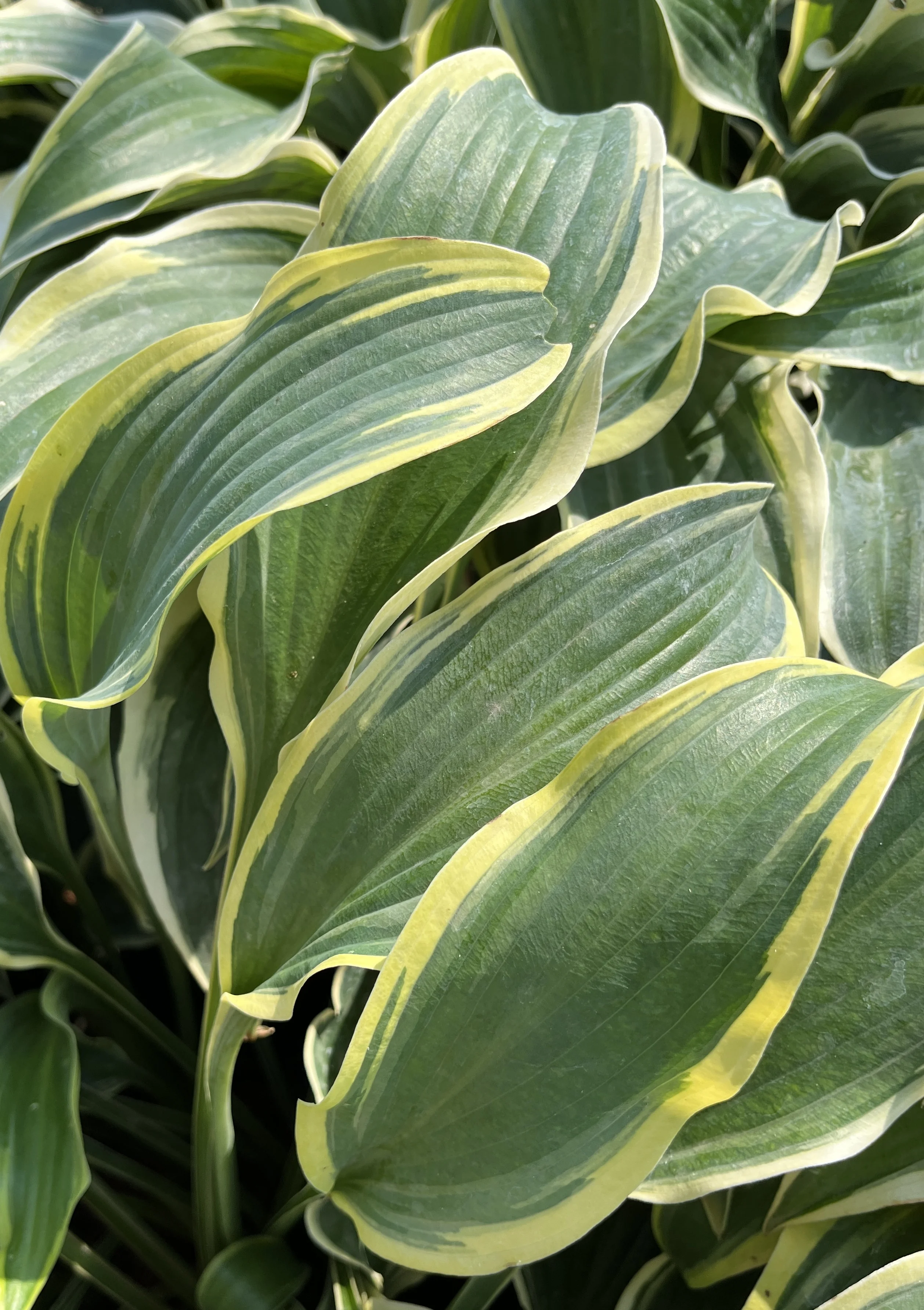 Francheska Hosta