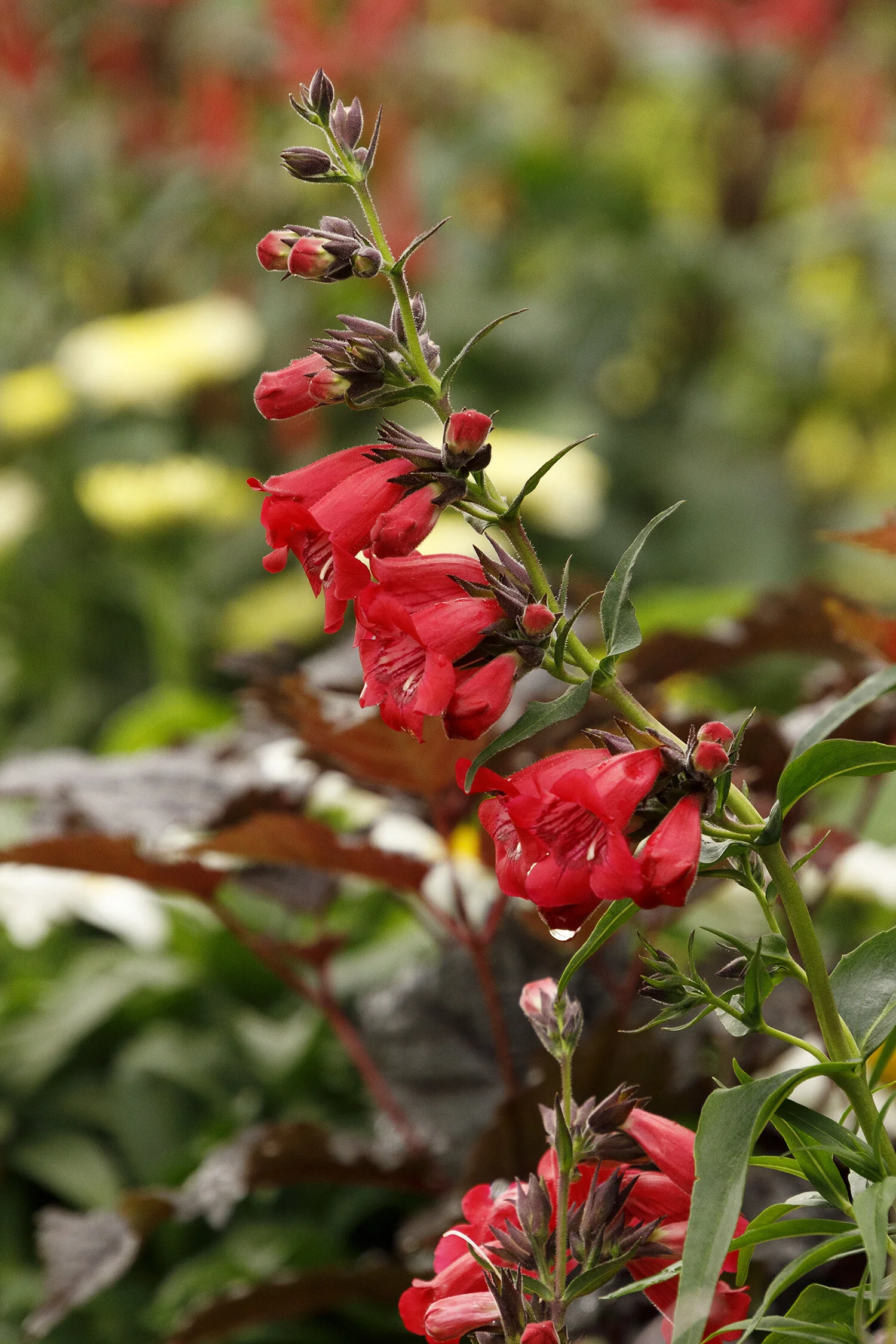 Harlequin™ Red Beardtongue 2 Harlequin™ Red Beardtongue