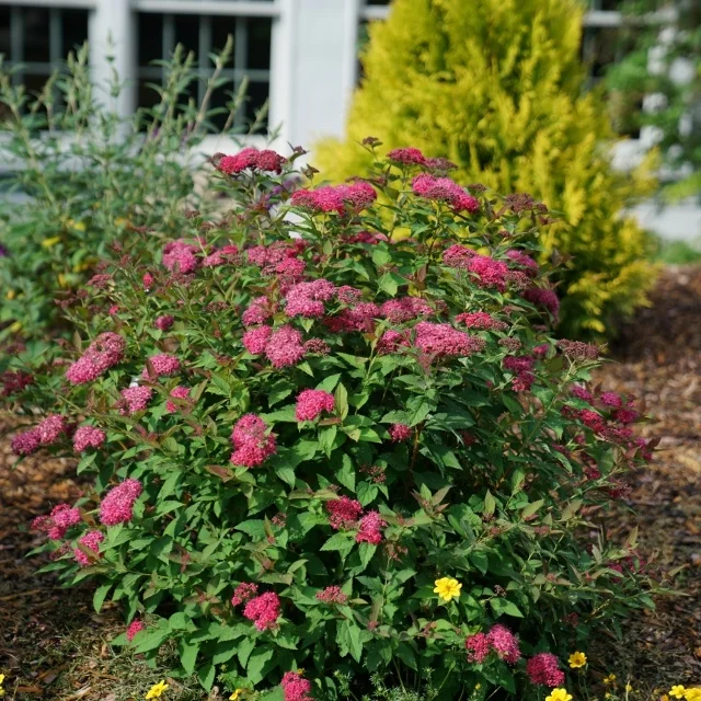 Double Play Doozie® Spirea
