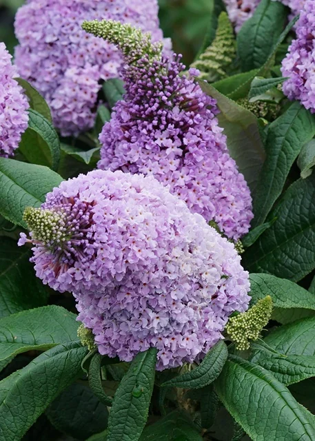 Pugster Amethyst® Dwarf Butterfly Bush 2 Pugster Amethyst® Dwarf Butterfly Bush