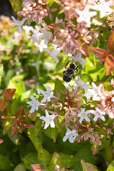 Peach Perfection® Abelia