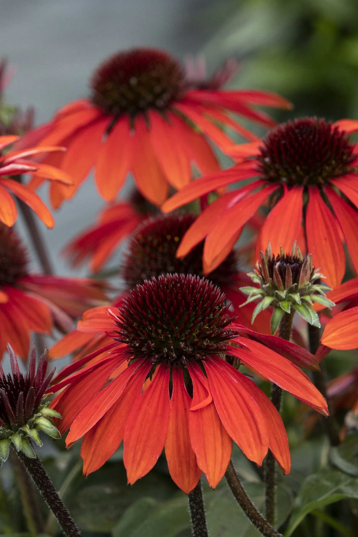 Sombrero® Sangrita Coneflower 5 Sombrero® Sangrita Coneflower