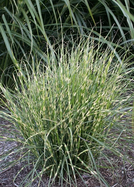 Bandwidth Maiden Grass
