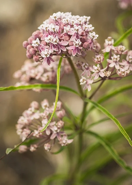 Narrowleaf Milkweed 5 Narrowleaf Milkweed