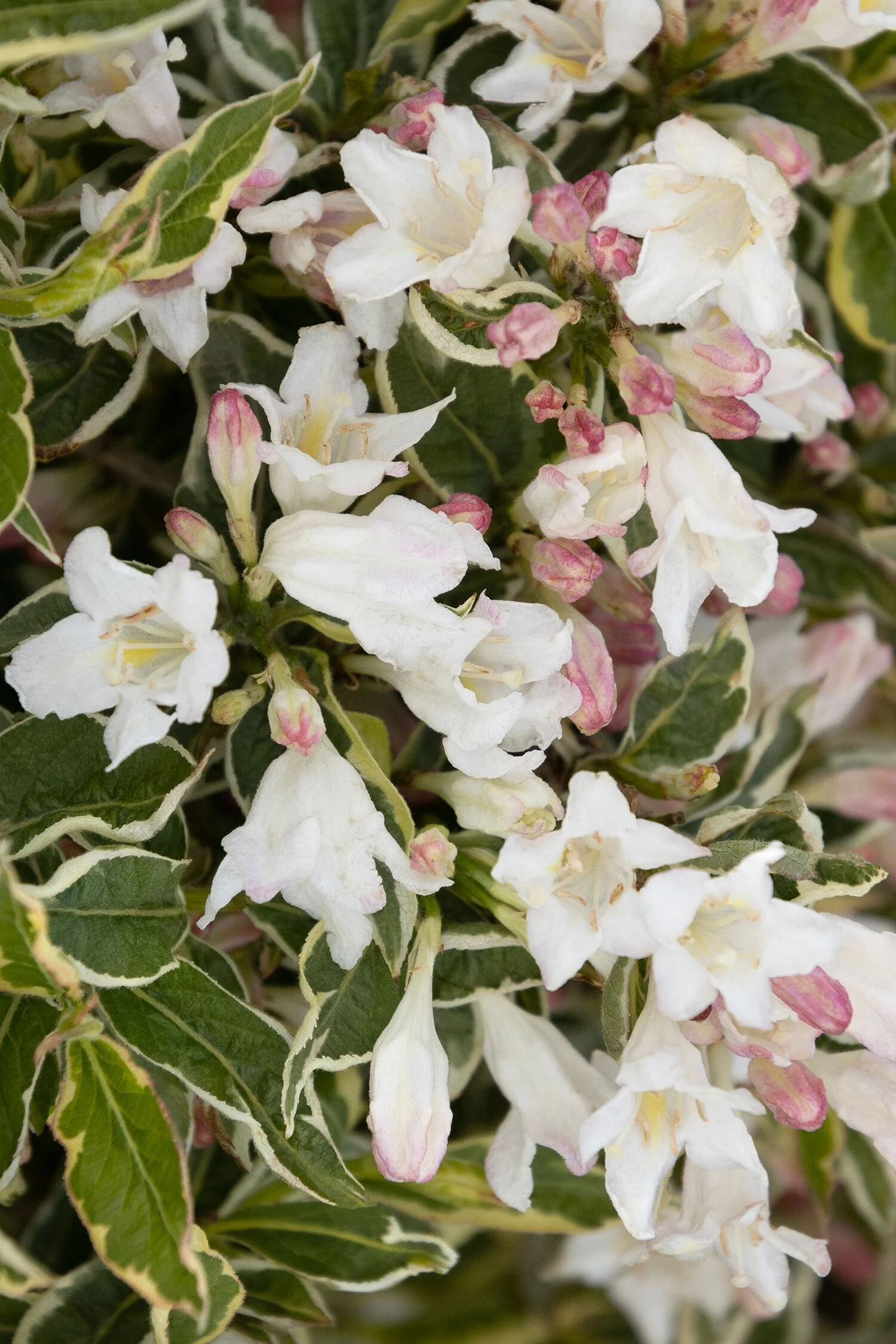 Mor-Colourful™ Weigela