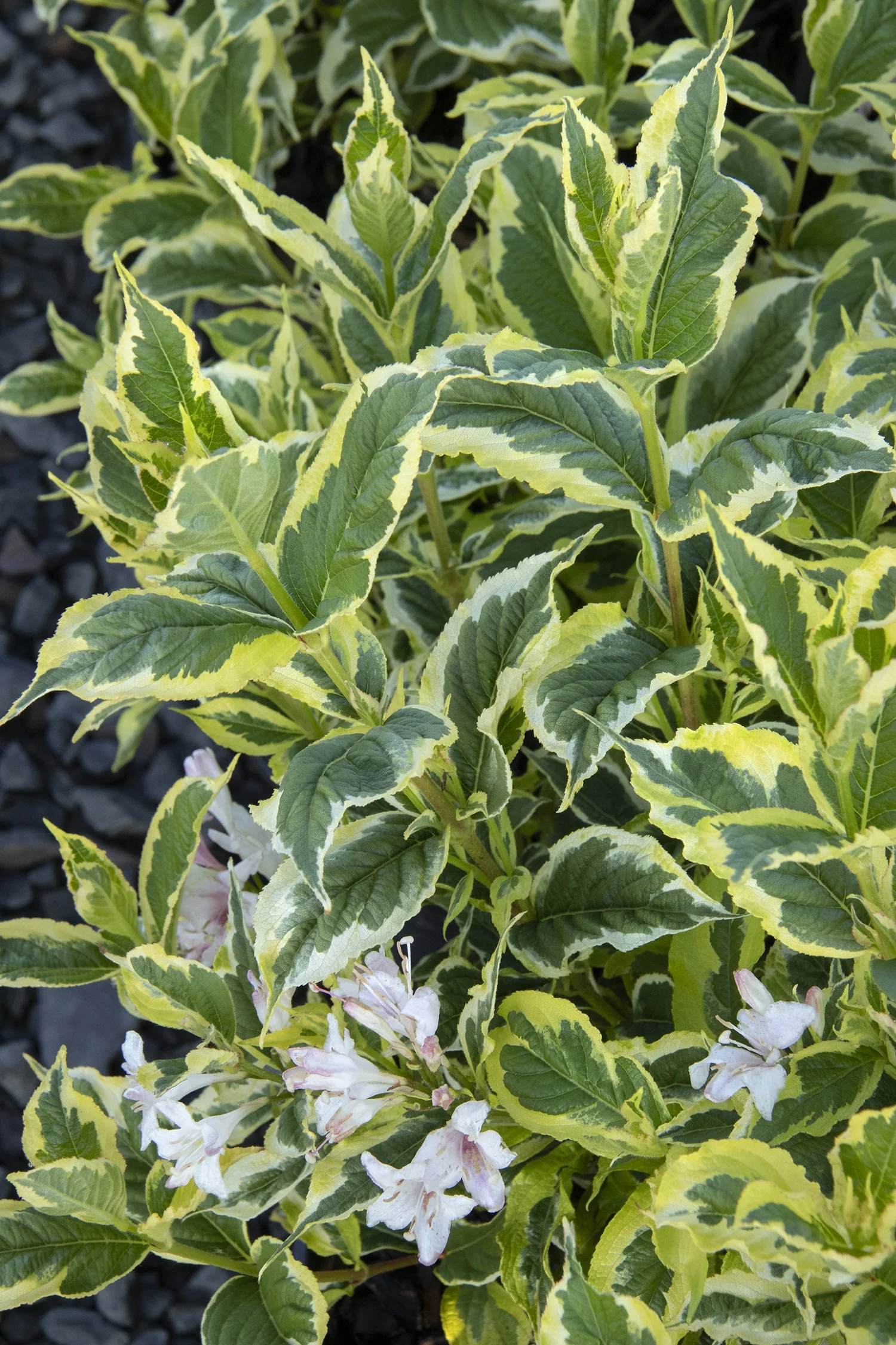Mor-Colourful™ Weigela 2 Mor-Colourful™ Weigela