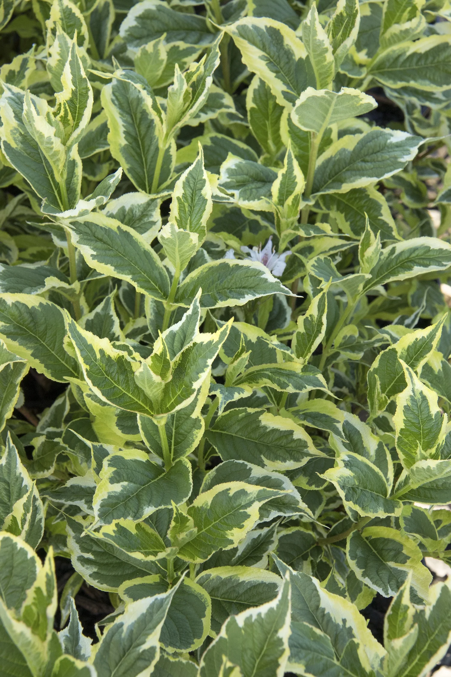 Mor-Colourful™ Weigela 3 Mor-Colourful™ Weigela
