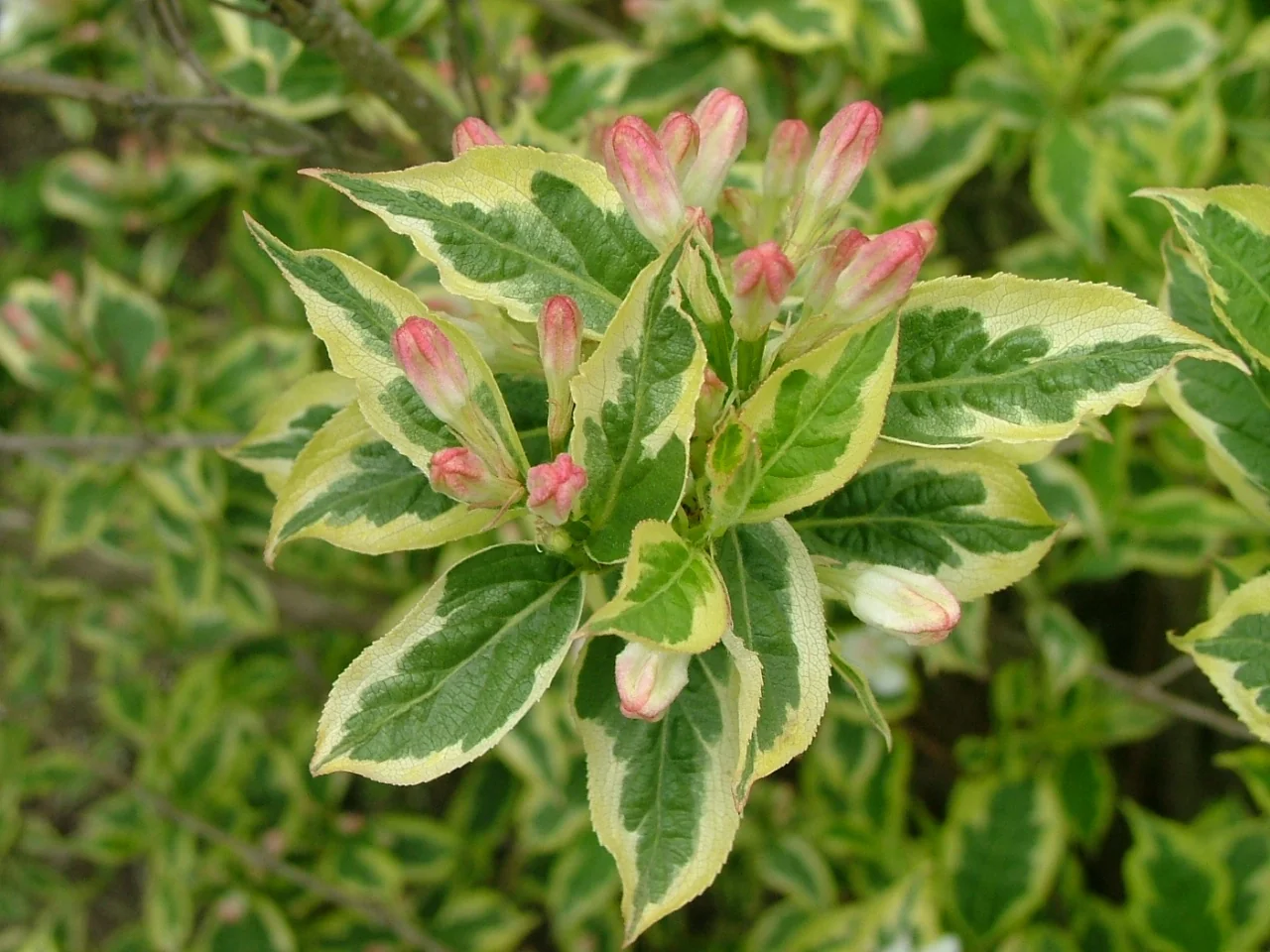 Mor-Colourful™ Weigela 4 Mor-Colourful™ Weigela