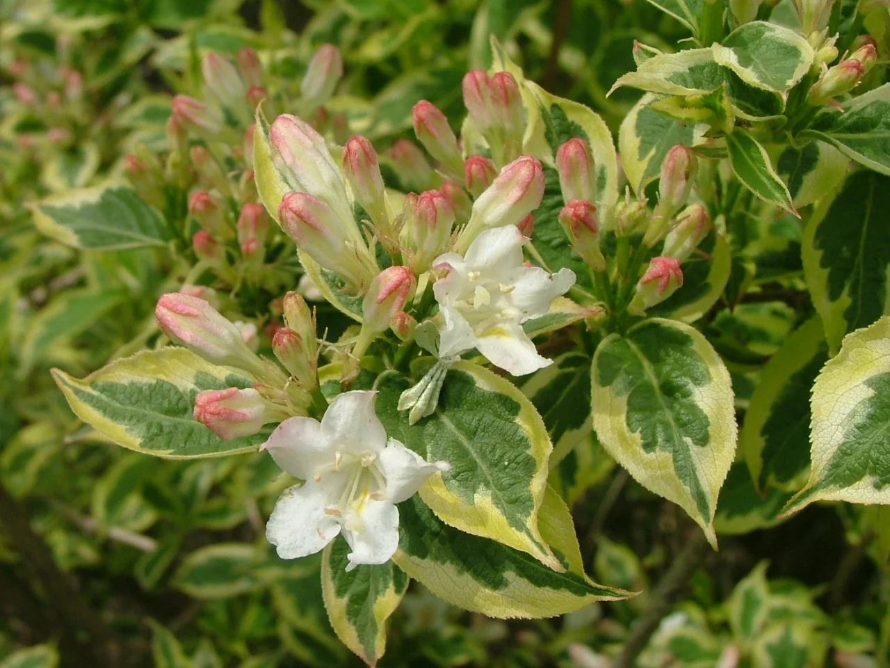 Mor-Colourful™ Weigela 5 Mor-Colourful™ Weigela