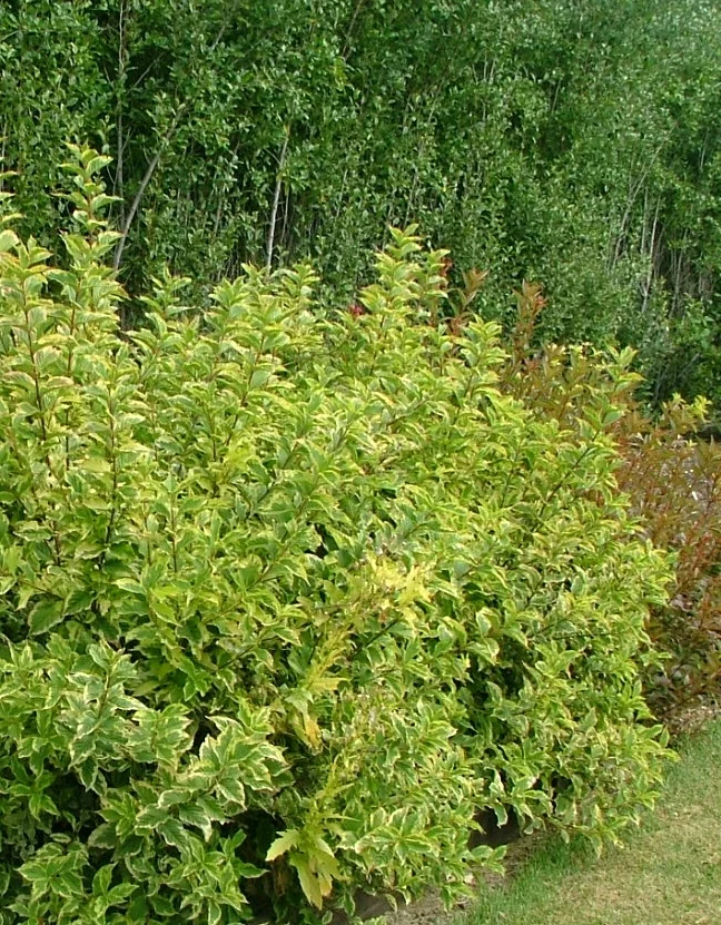 Mor-Colourful™ Weigela 6 Mor-Colourful™ Weigela