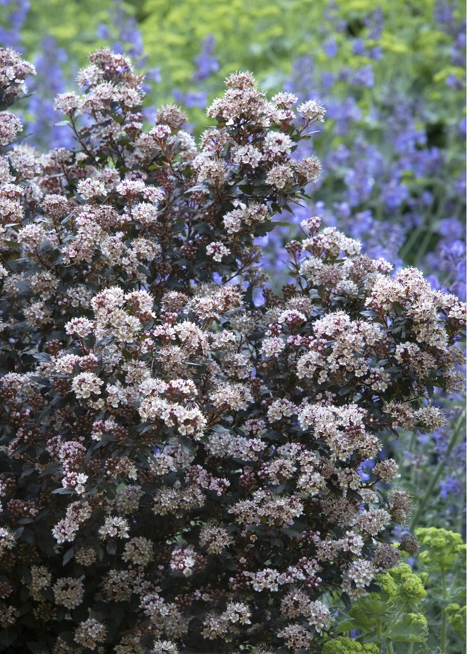 Little Joker® Ninebark 12 Little Joker® Ninebark