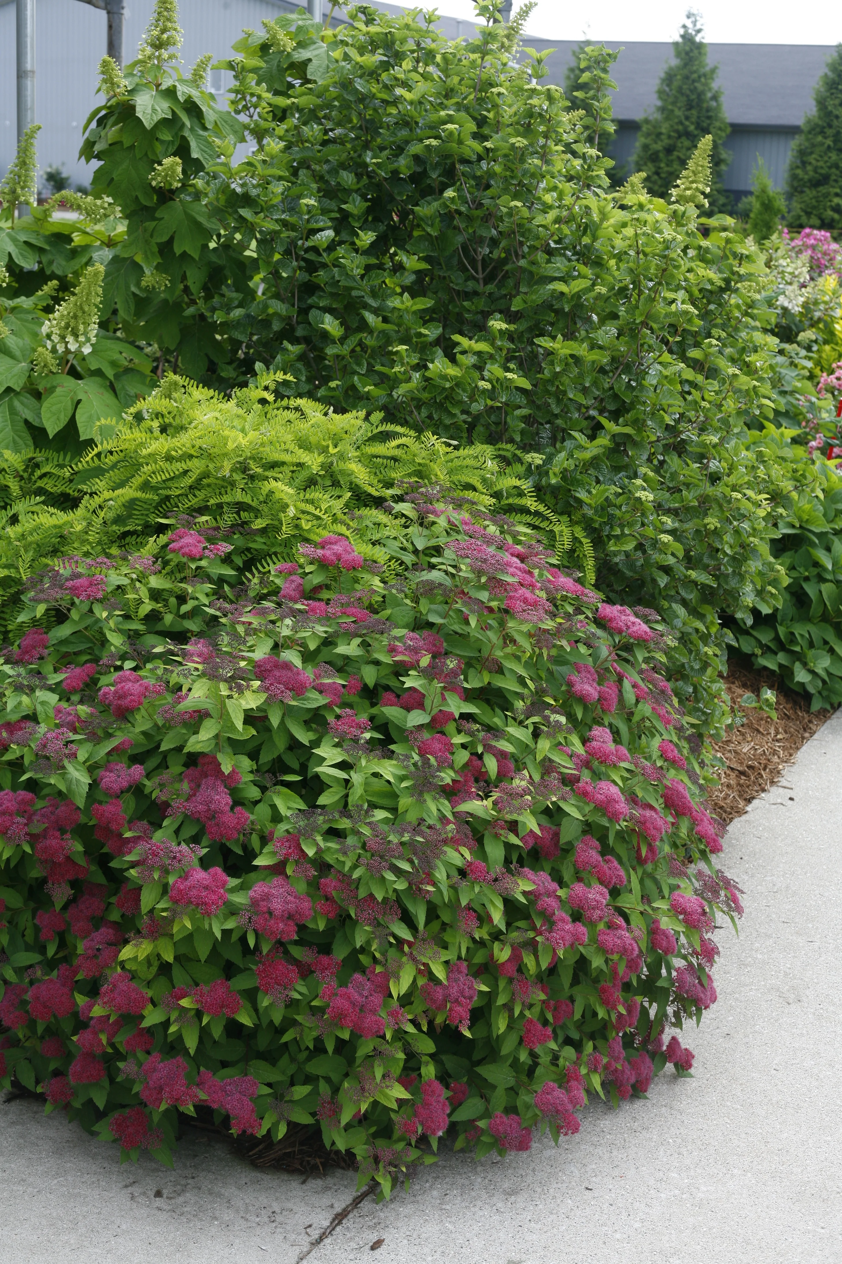 Double Play® Red Spirea