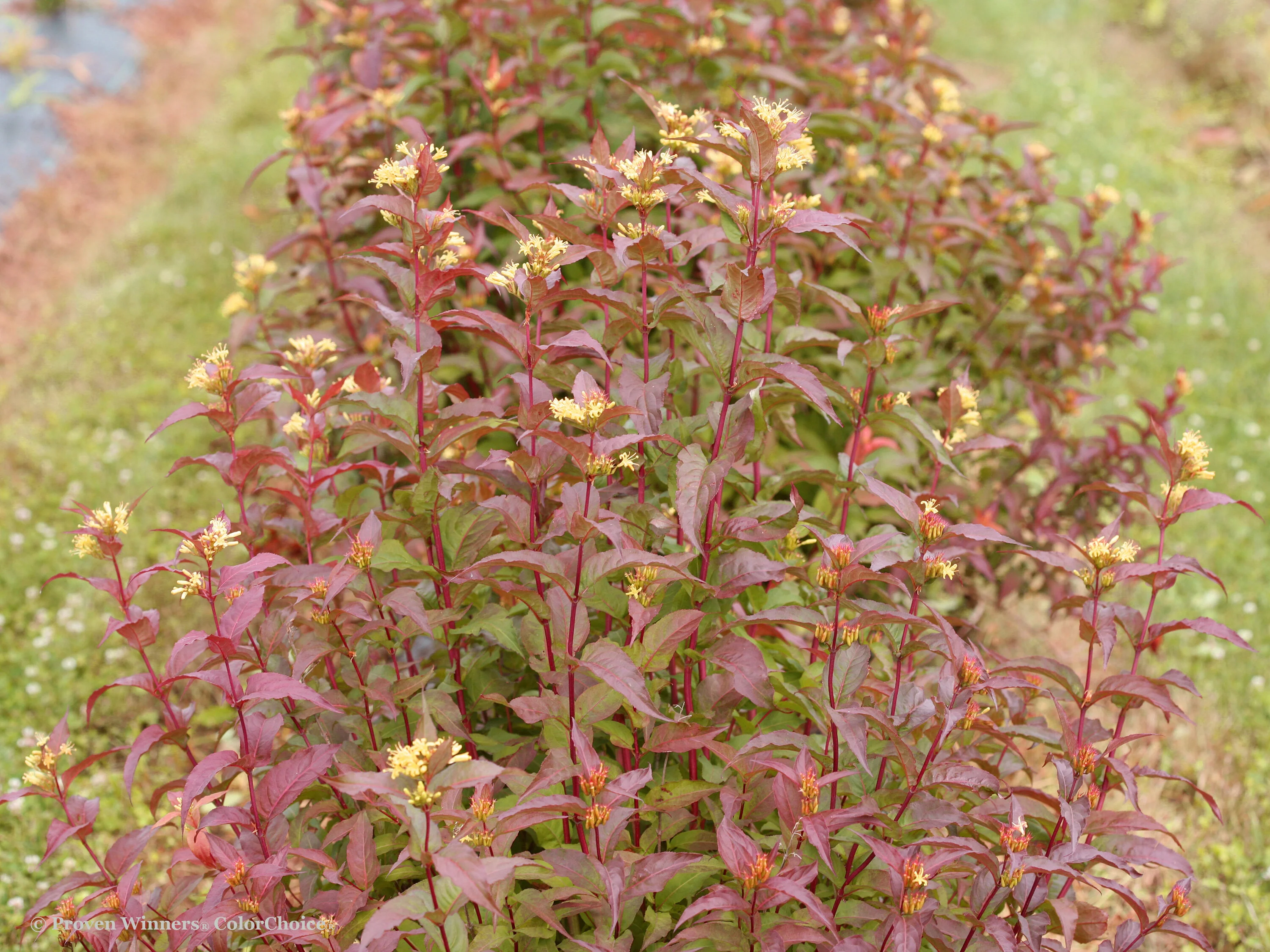 Kodiak® Red Diervilla