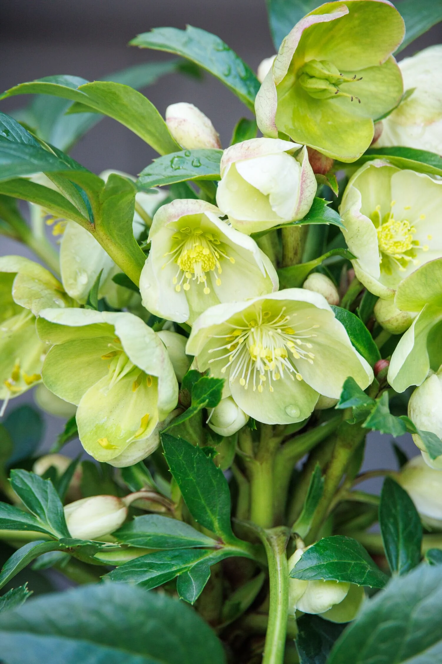 Endless Hellebore