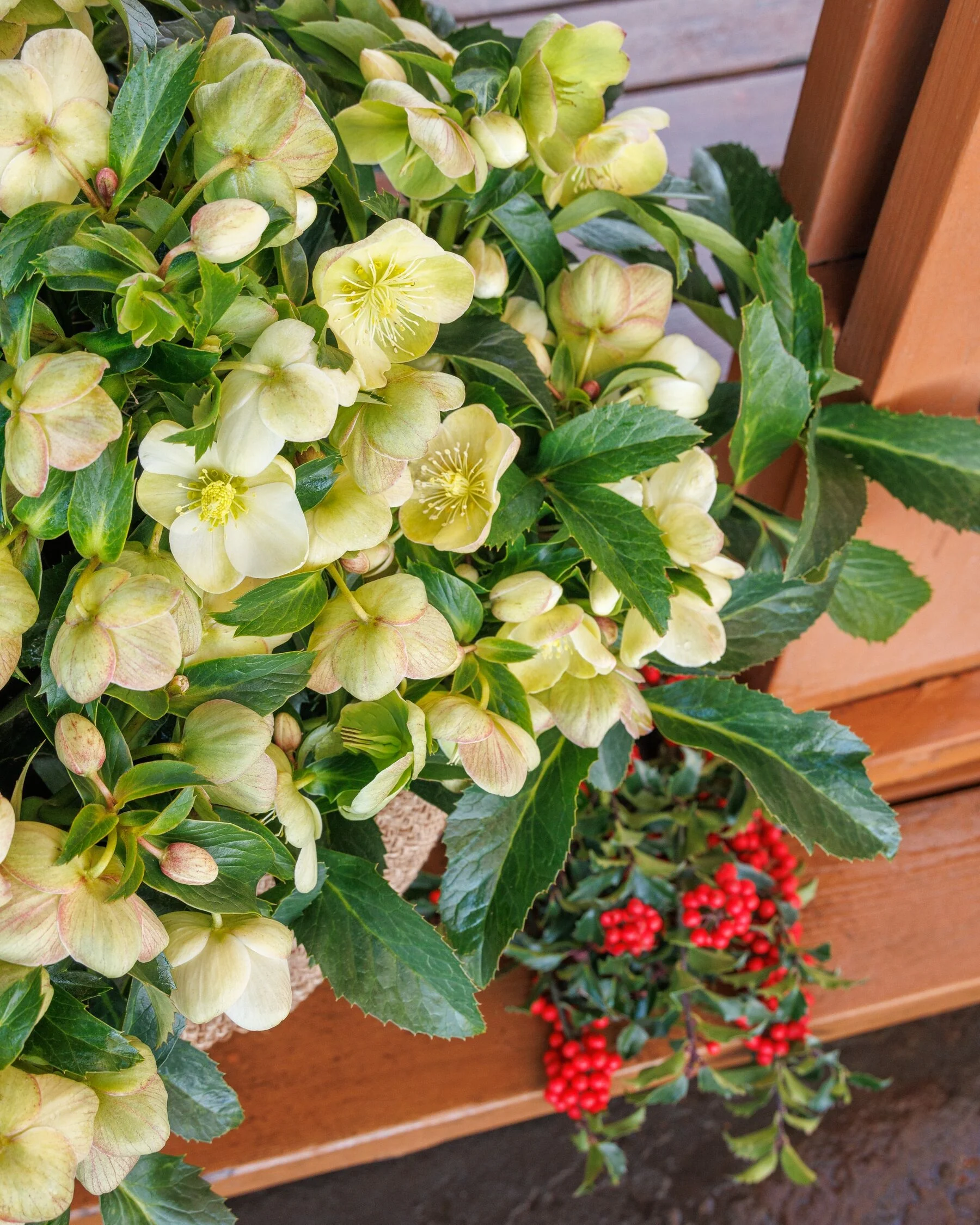 Endless Hellebore 2 Endless Hellebore