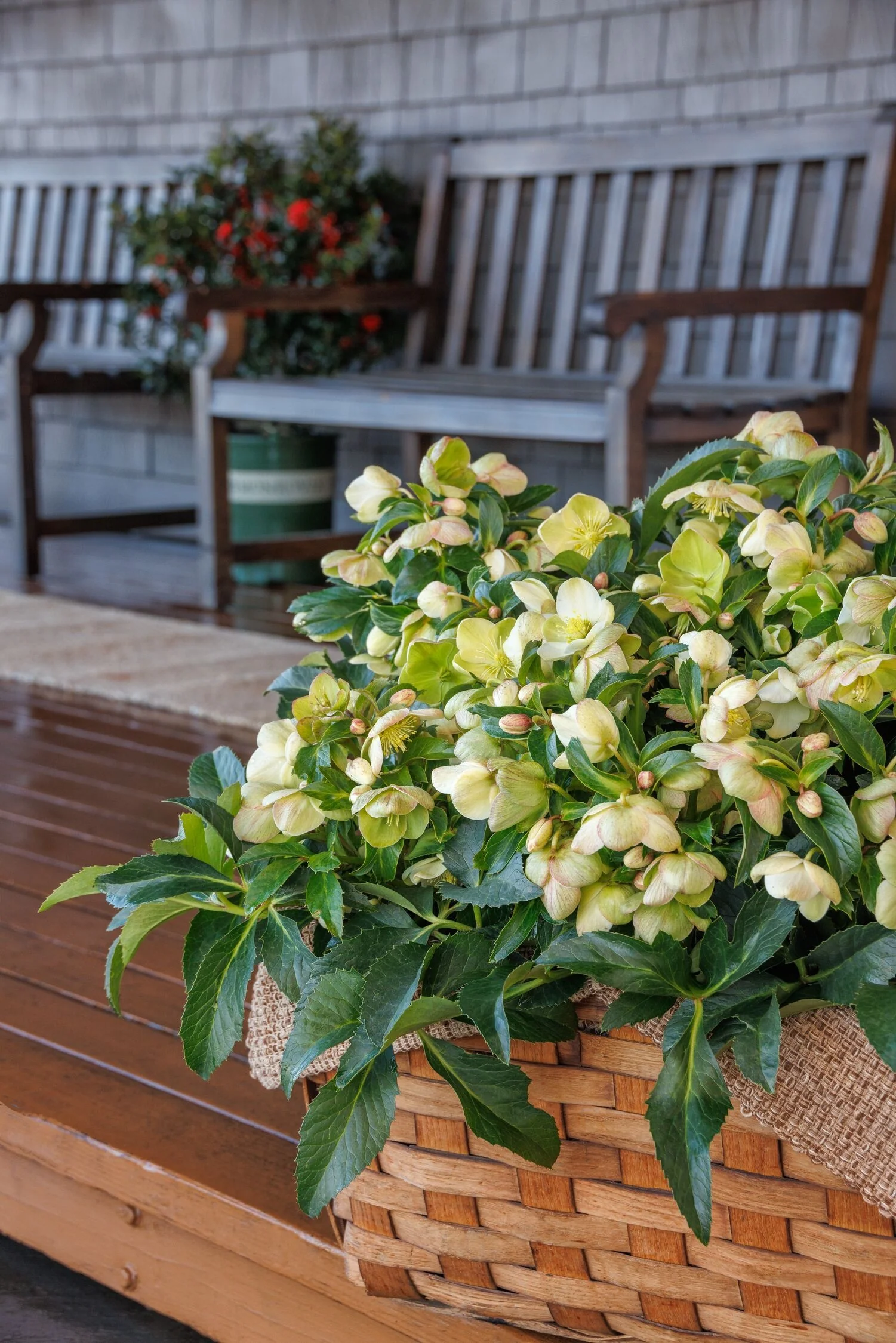 Endless Hellebore 3 Endless Hellebore