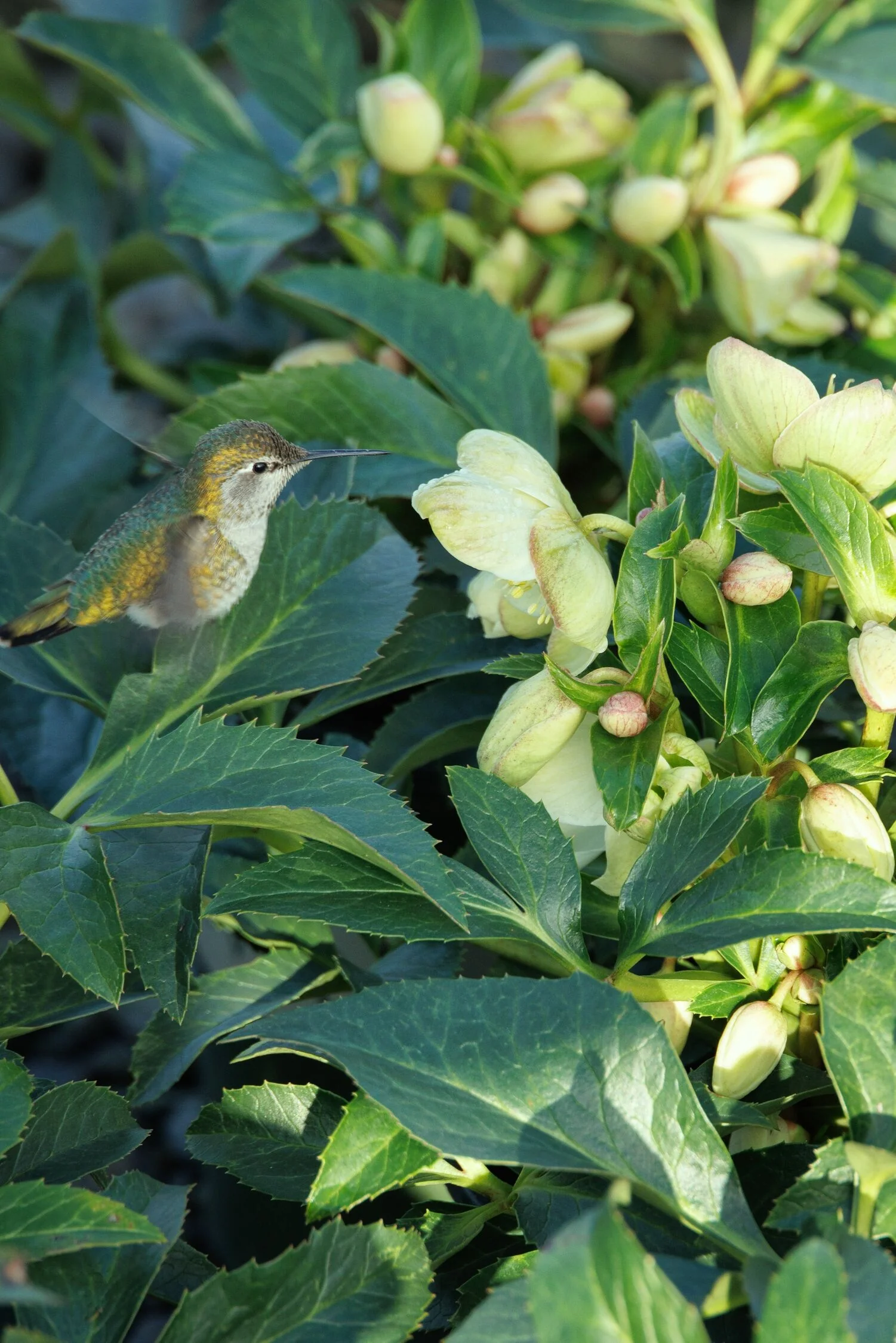 Endless Hellebore 4 Endless Hellebore
