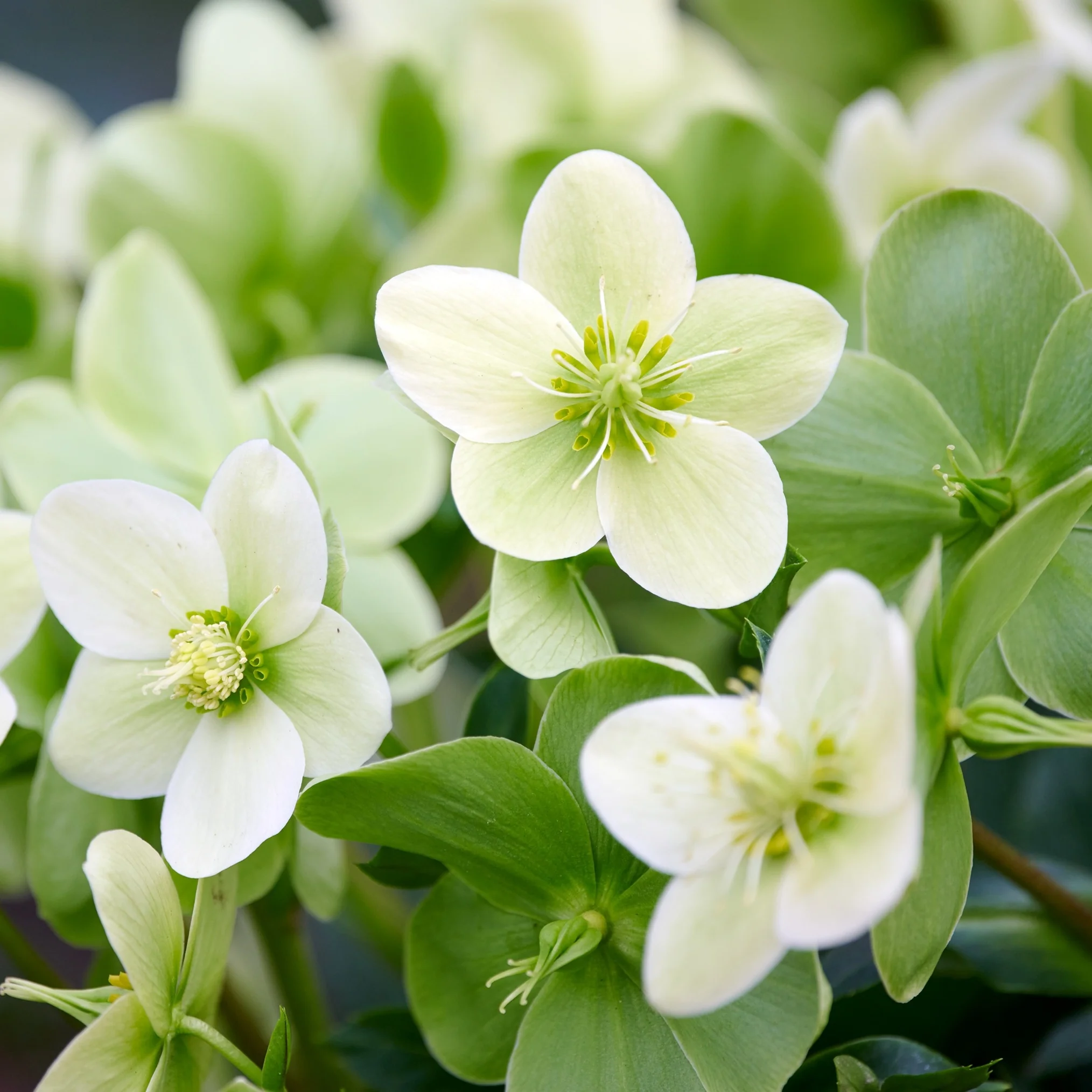 Endless Hellebore 5 Endless Hellebore