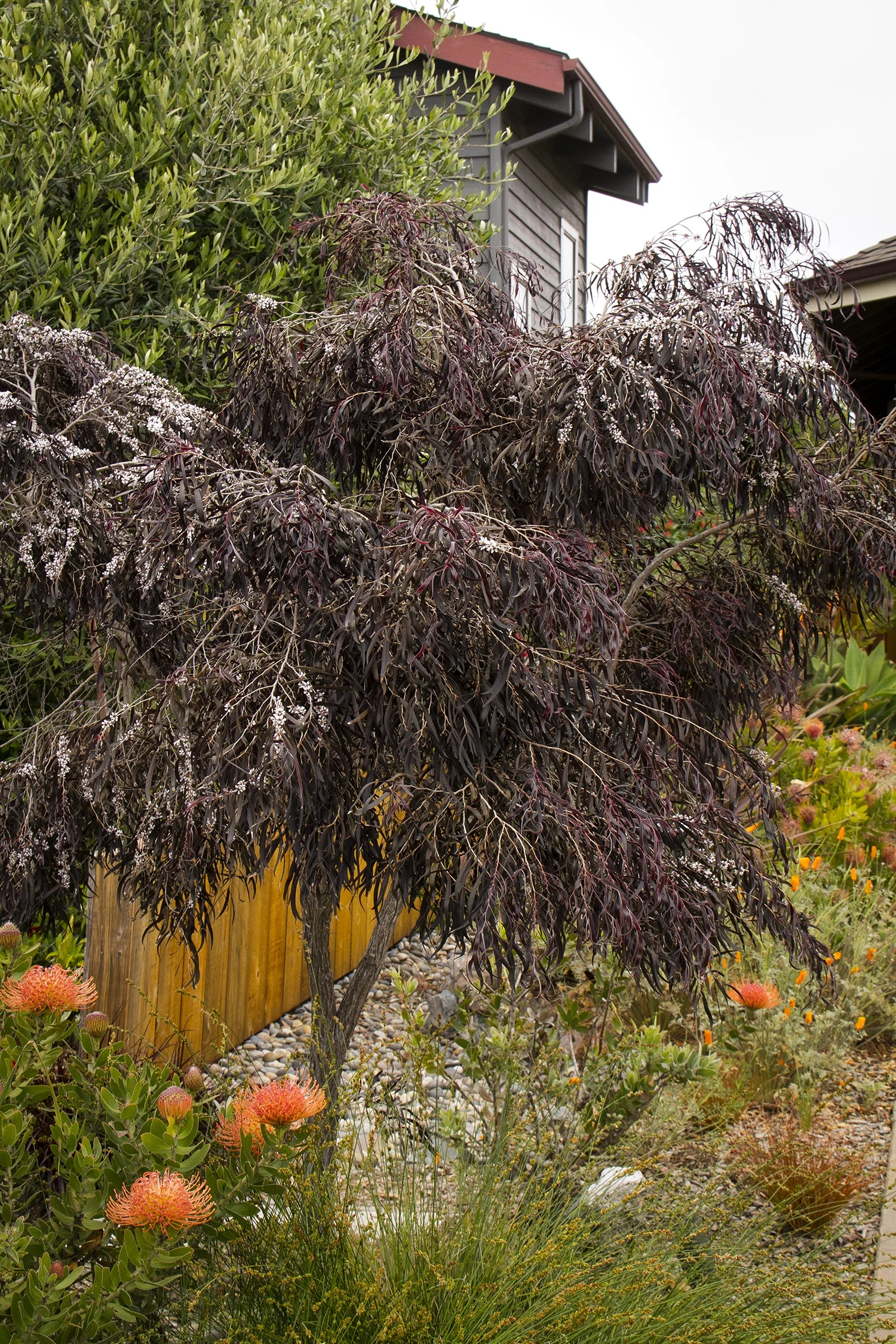 After Dark Peppermint Willow 17 After Dark Peppermint Willow