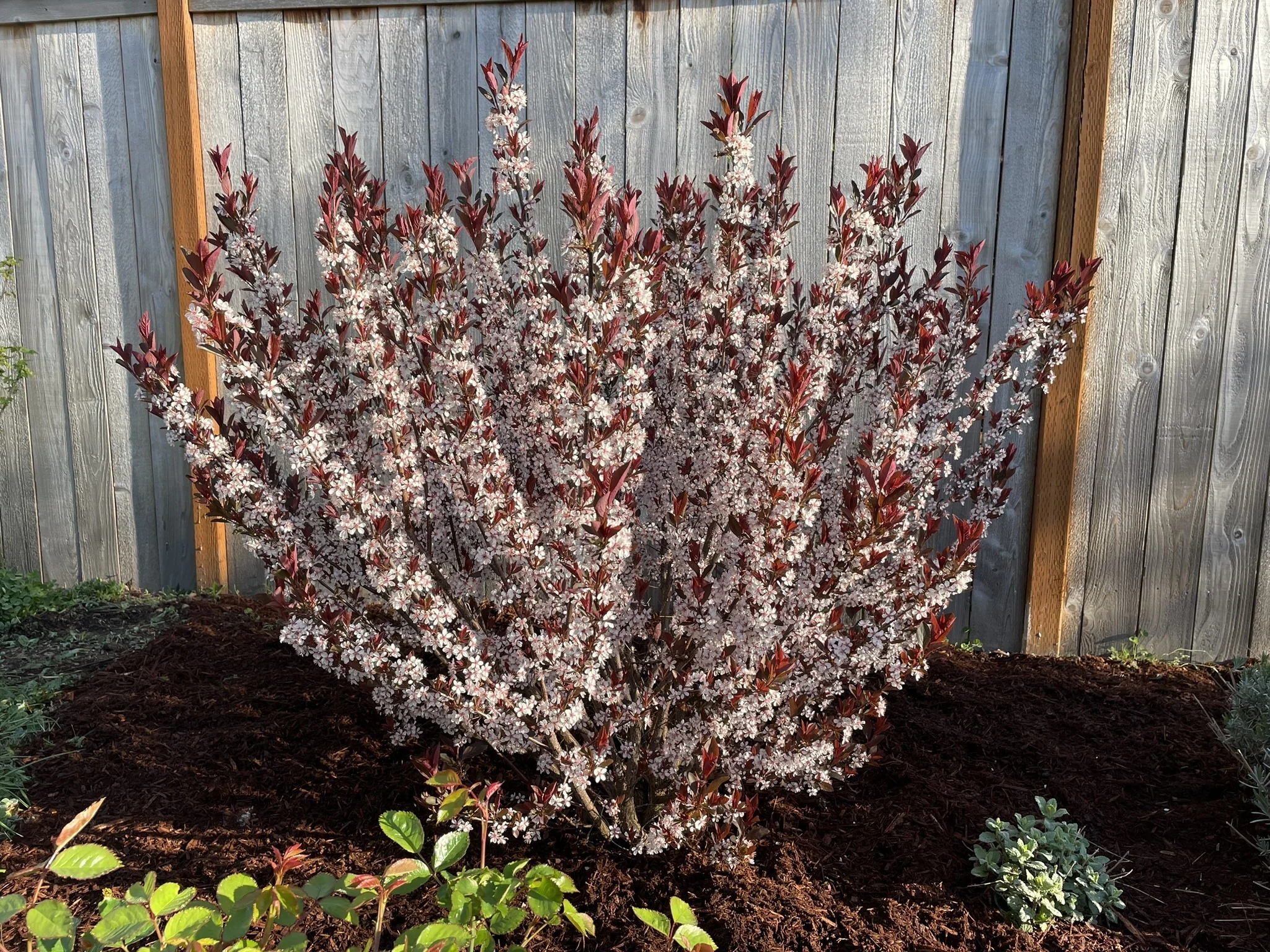 Darkstar® Purple Leaf Sand Cherry