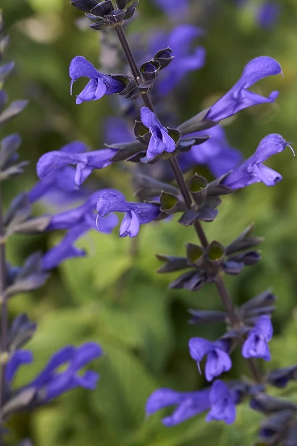 BODACIOUS™ Rhythm & Blues Salvia 5 BODACIOUS™ Rhythm & Blues Salvia