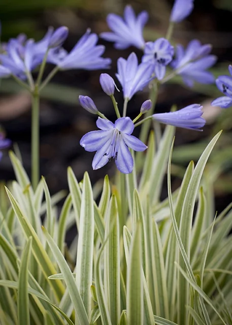 Golden Drop Agapanthus 1 Golden Drop Agapanthus