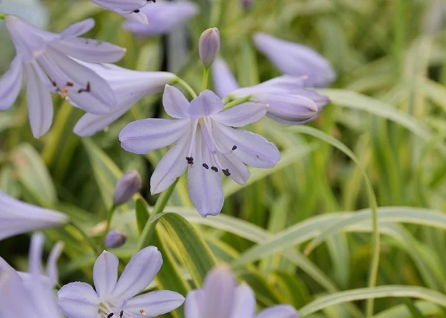 Golden Drop Agapanthus 2 Golden Drop Agapanthus