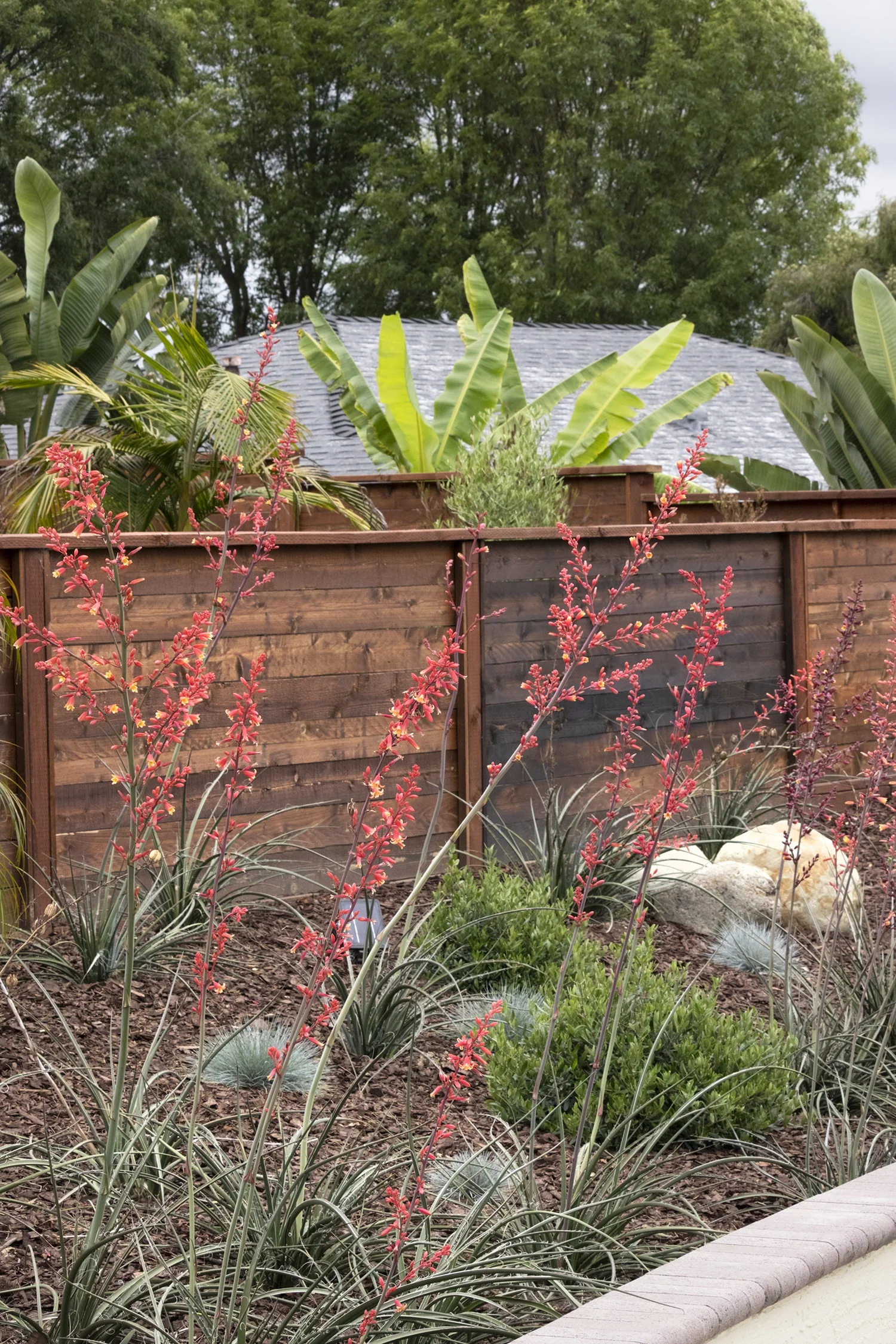 Coral Glow Texas Yucca 4 Coral Glow Texas Yucca