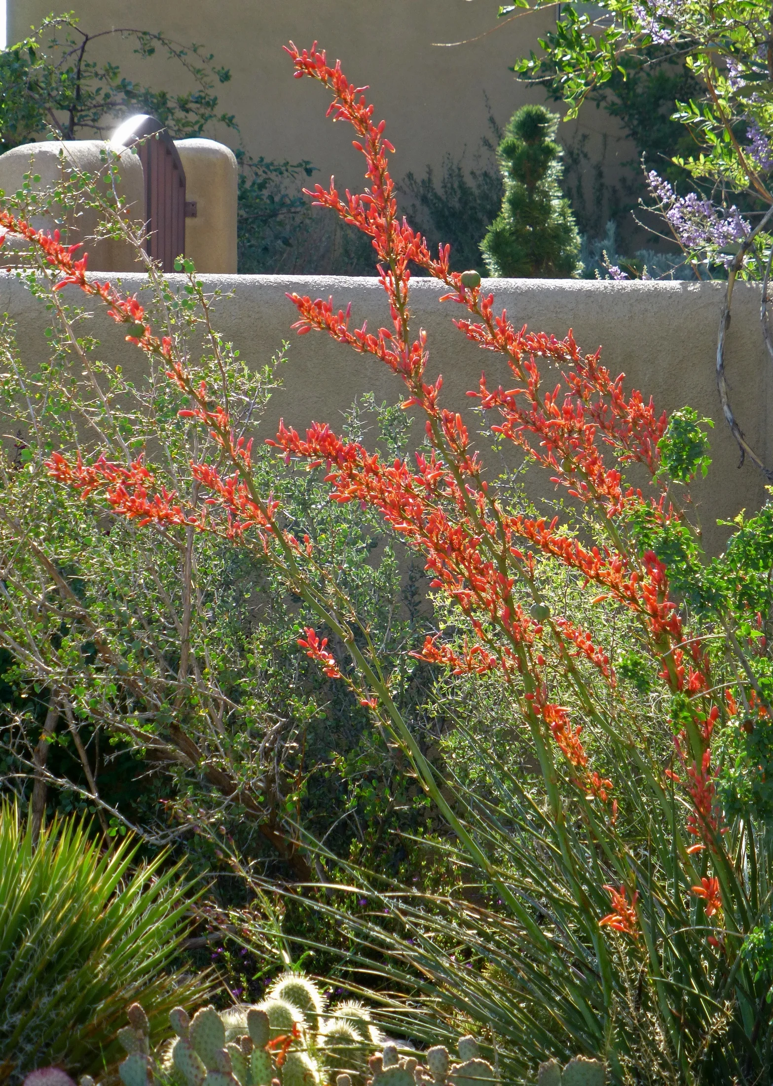 Coral Glow Texas Yucca 2 Coral Glow Texas Yucca