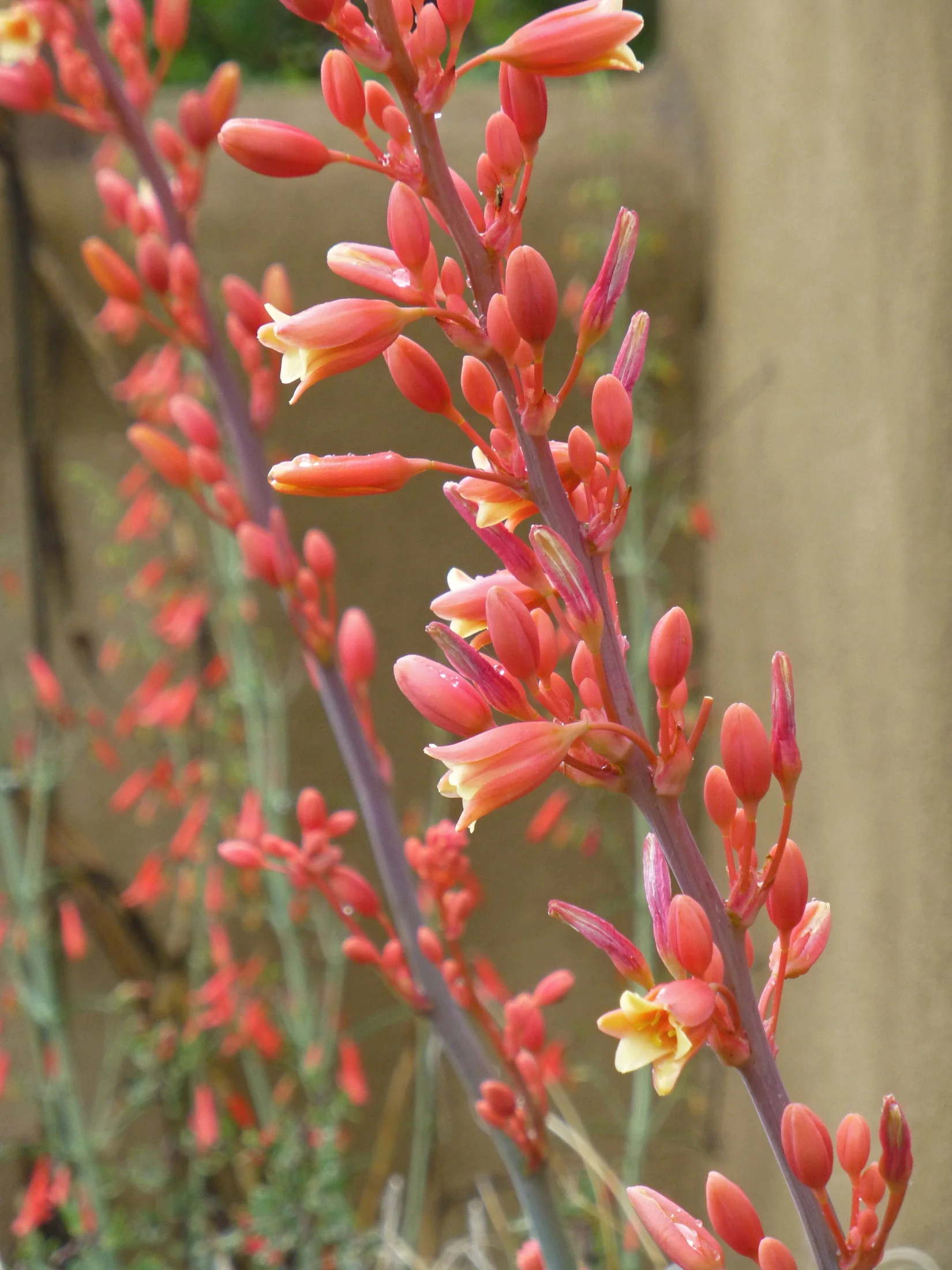 Coral Glow Texas Yucca 3 Coral Glow Texas Yucca