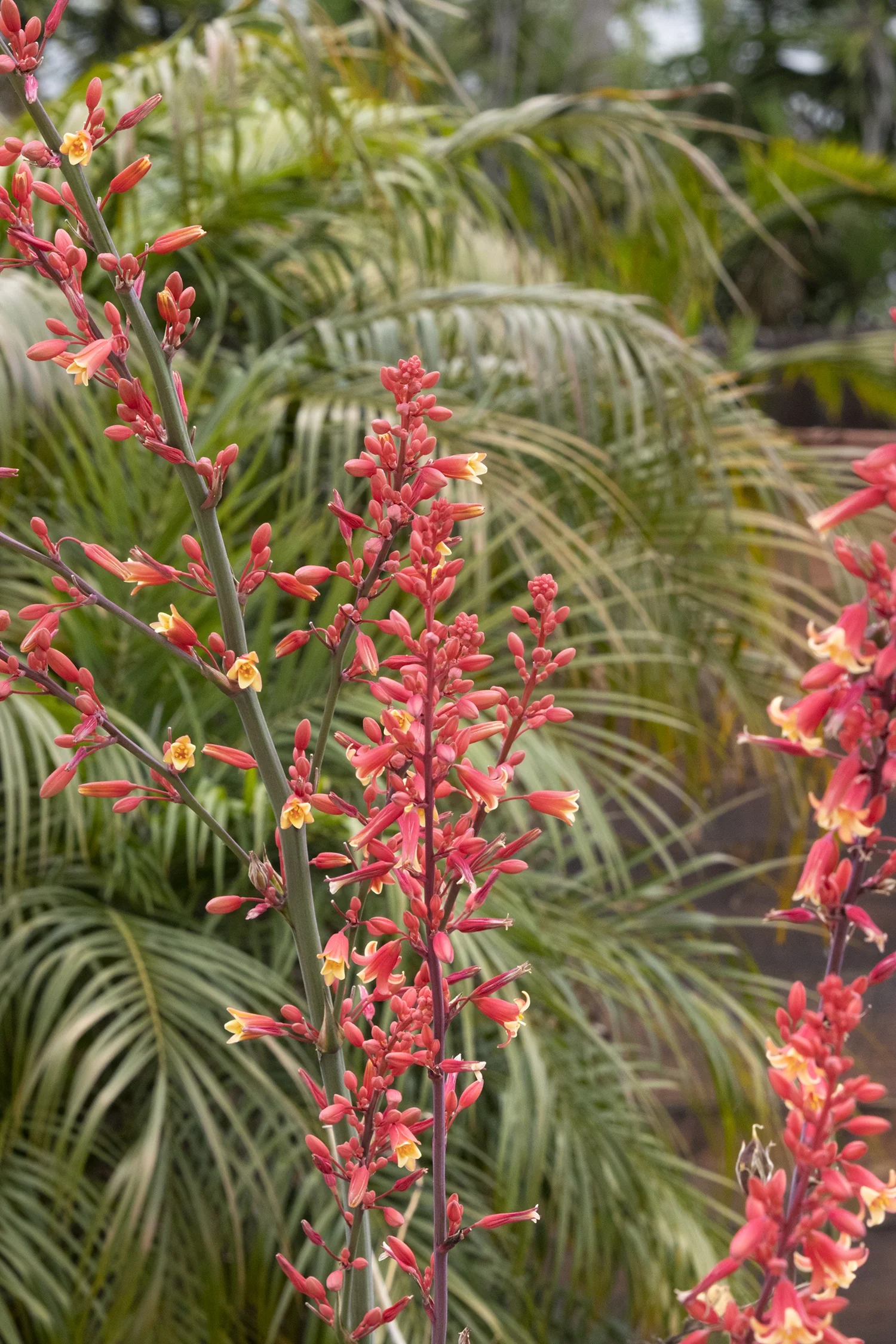 Coral Glow Texas Yucca 4 Coral Glow Texas Yucca