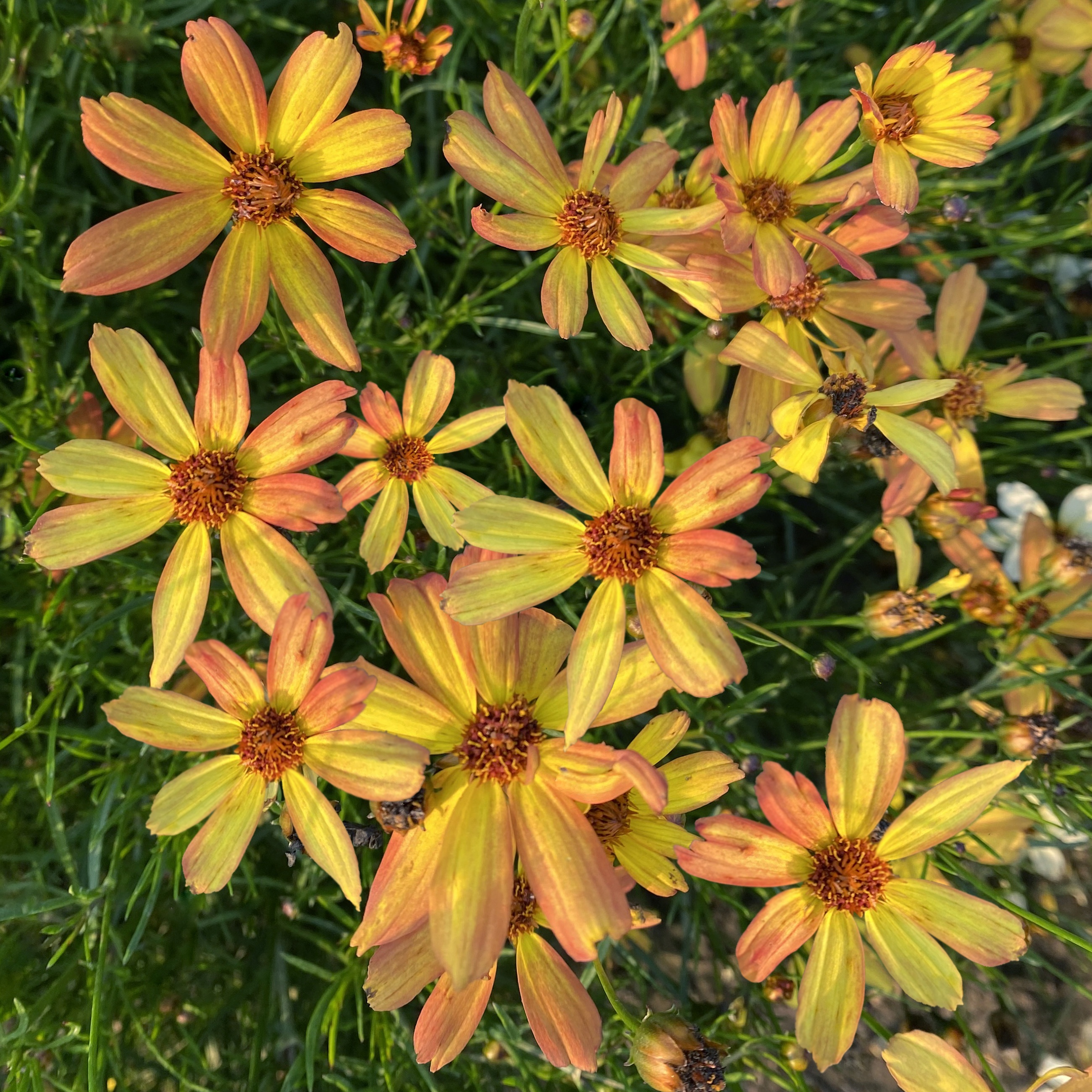 Sunny Days™ Rays Coreopsis 3 Sunny Days™ Rays Coreopsis