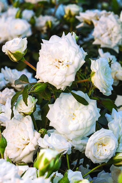 White Drift® Groundcover Rose 9 White Drift® Groundcover Rose