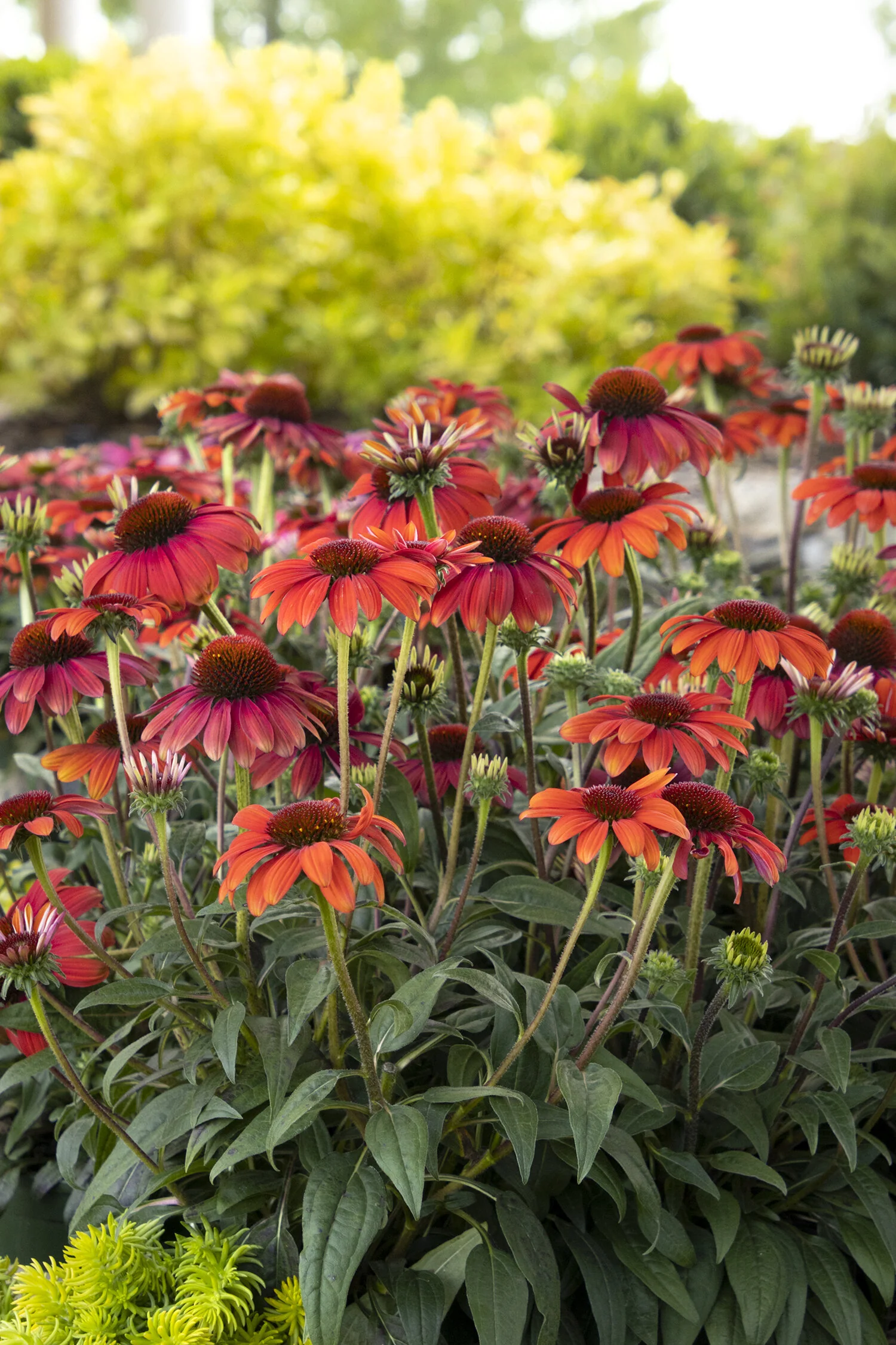 Evolution™ Fiesta Coneflower 3 Evolution™ Fiesta Coneflower