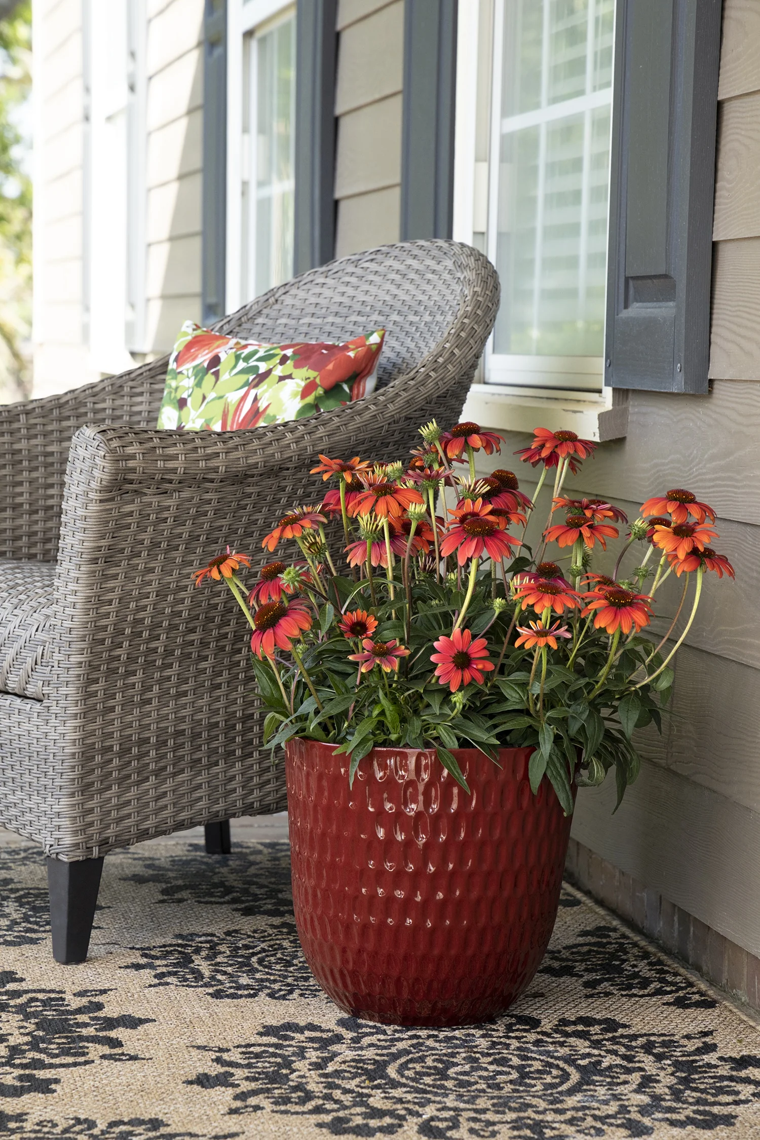 Evolution™ Fiesta Coneflower 2 Evolution™ Fiesta Coneflower