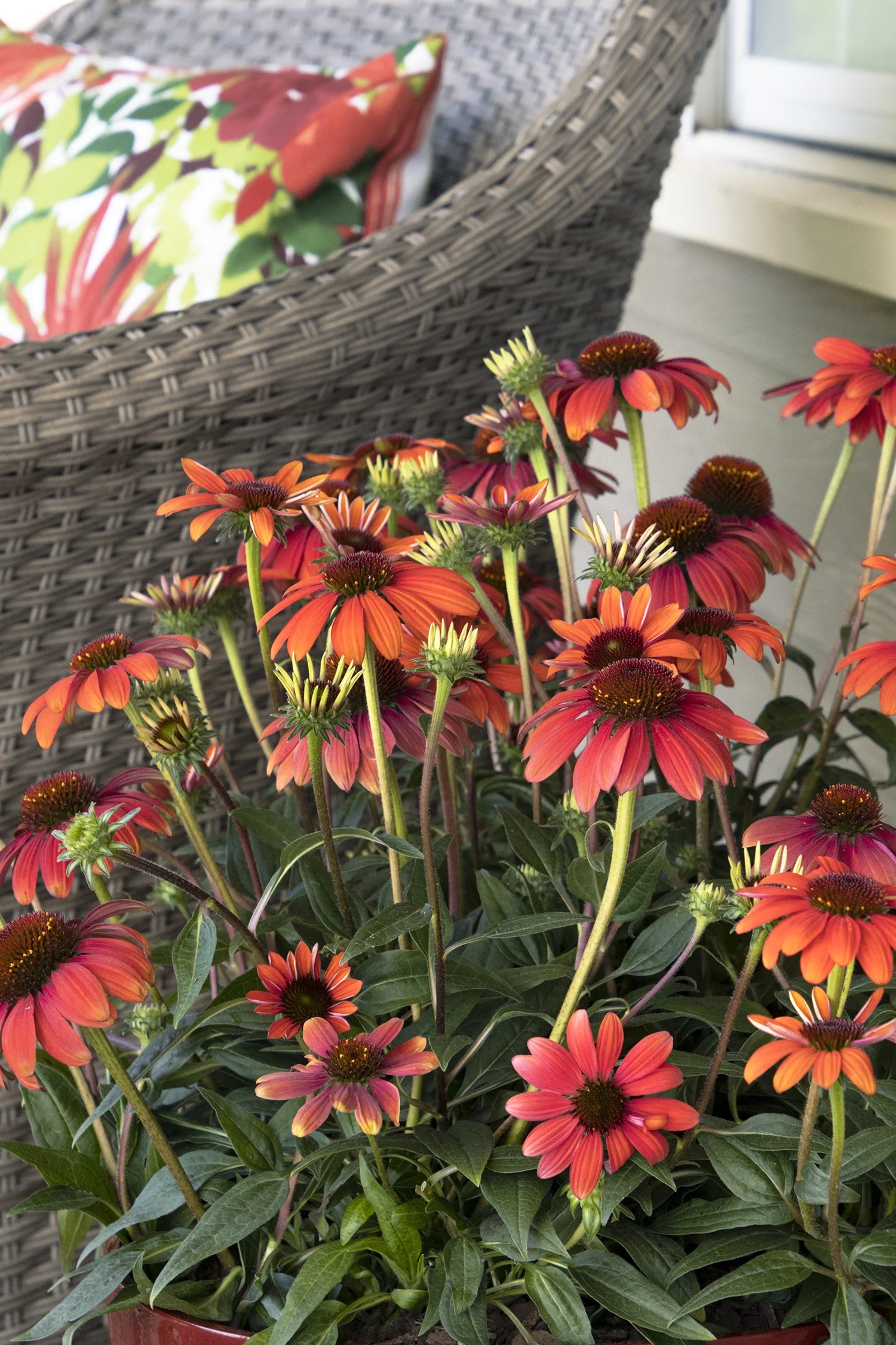 Evolution™ Fiesta Coneflower 3 Evolution™ Fiesta Coneflower