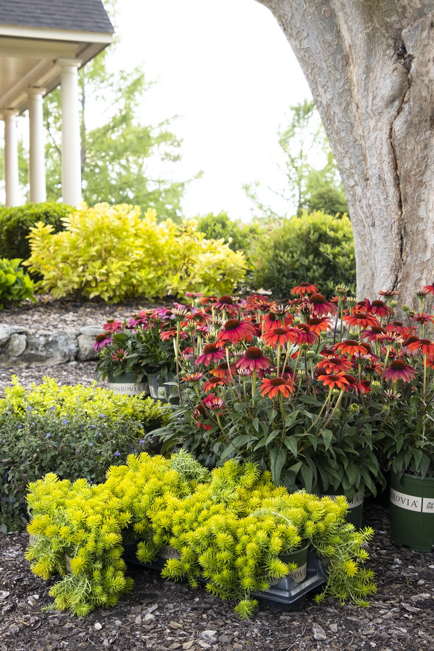 Evolution™ Fiesta Coneflower 4 Evolution™ Fiesta Coneflower