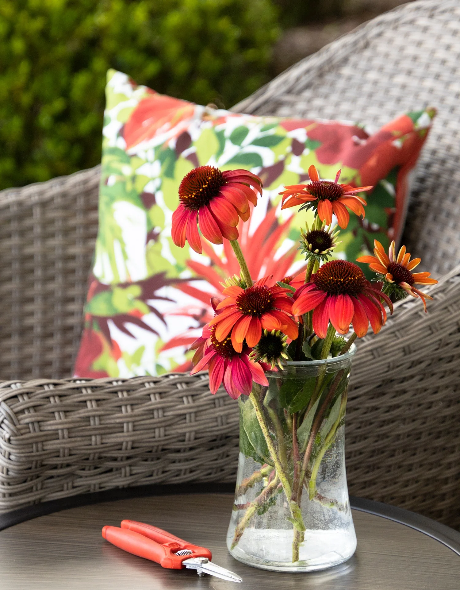 Evolution™ Fiesta Coneflower 5 Evolution™ Fiesta Coneflower