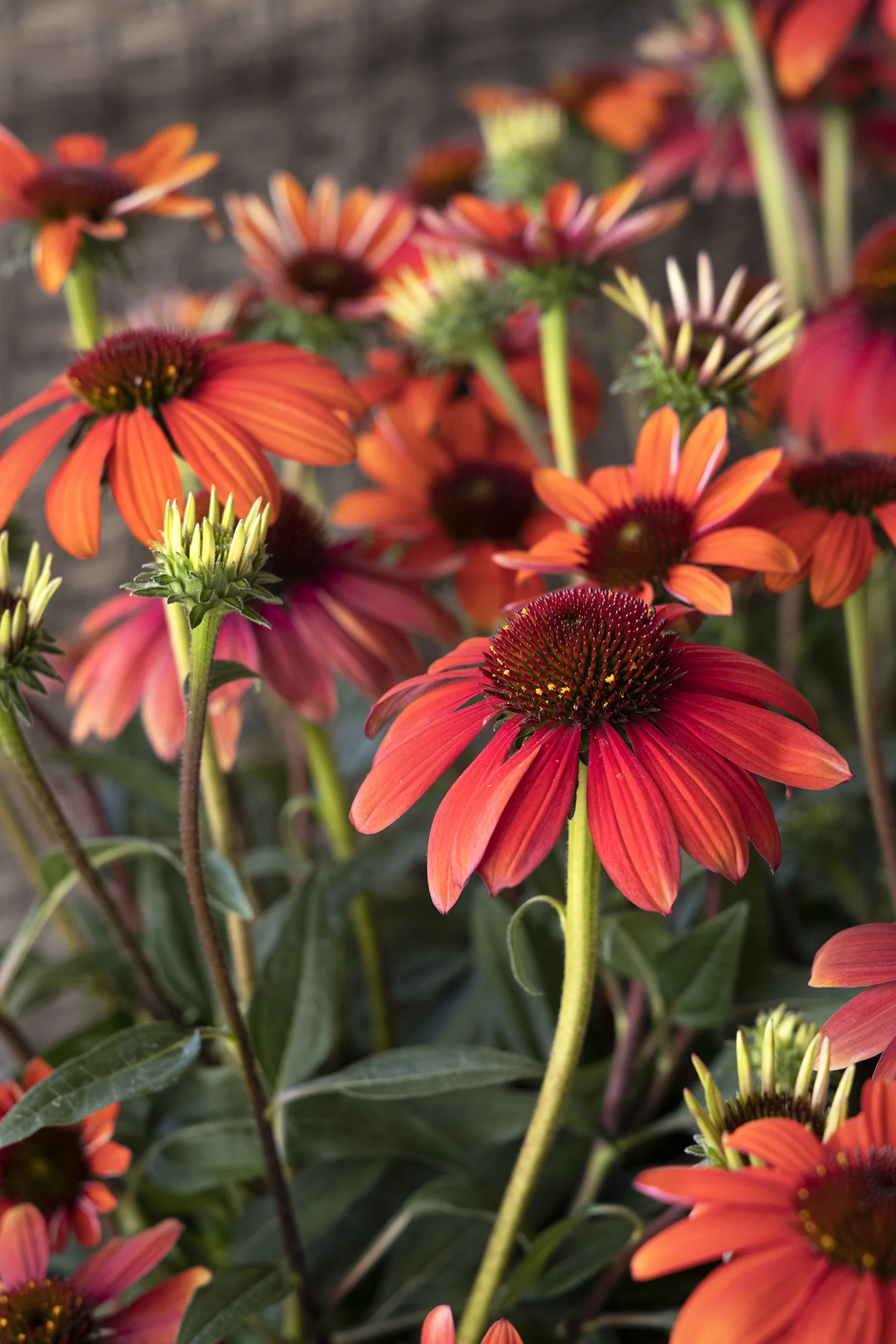 Evolution™ Fiesta Coneflower 6 Evolution™ Fiesta Coneflower