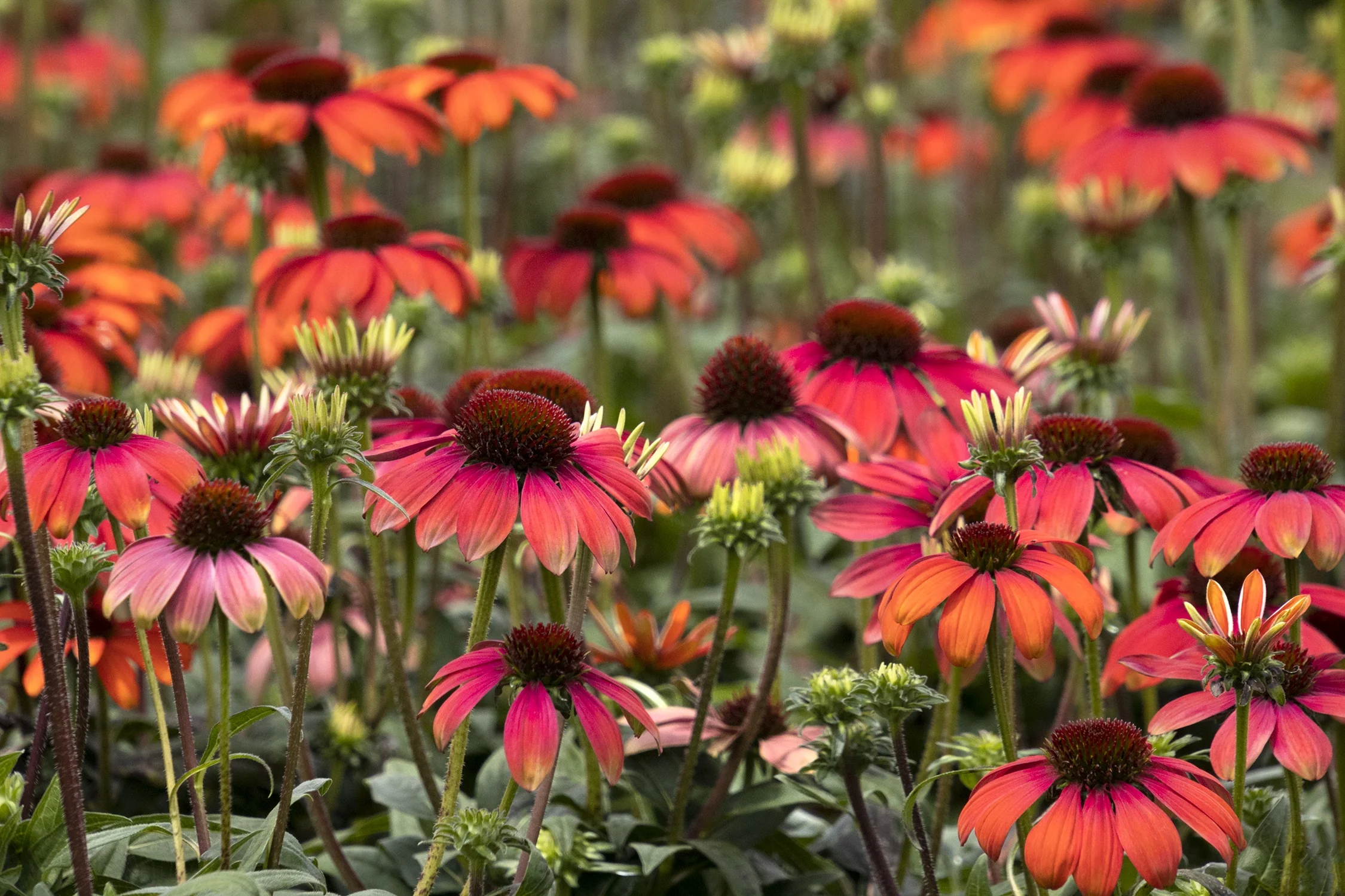 Evolution™ Fiesta Coneflower 7 Evolution™ Fiesta Coneflower