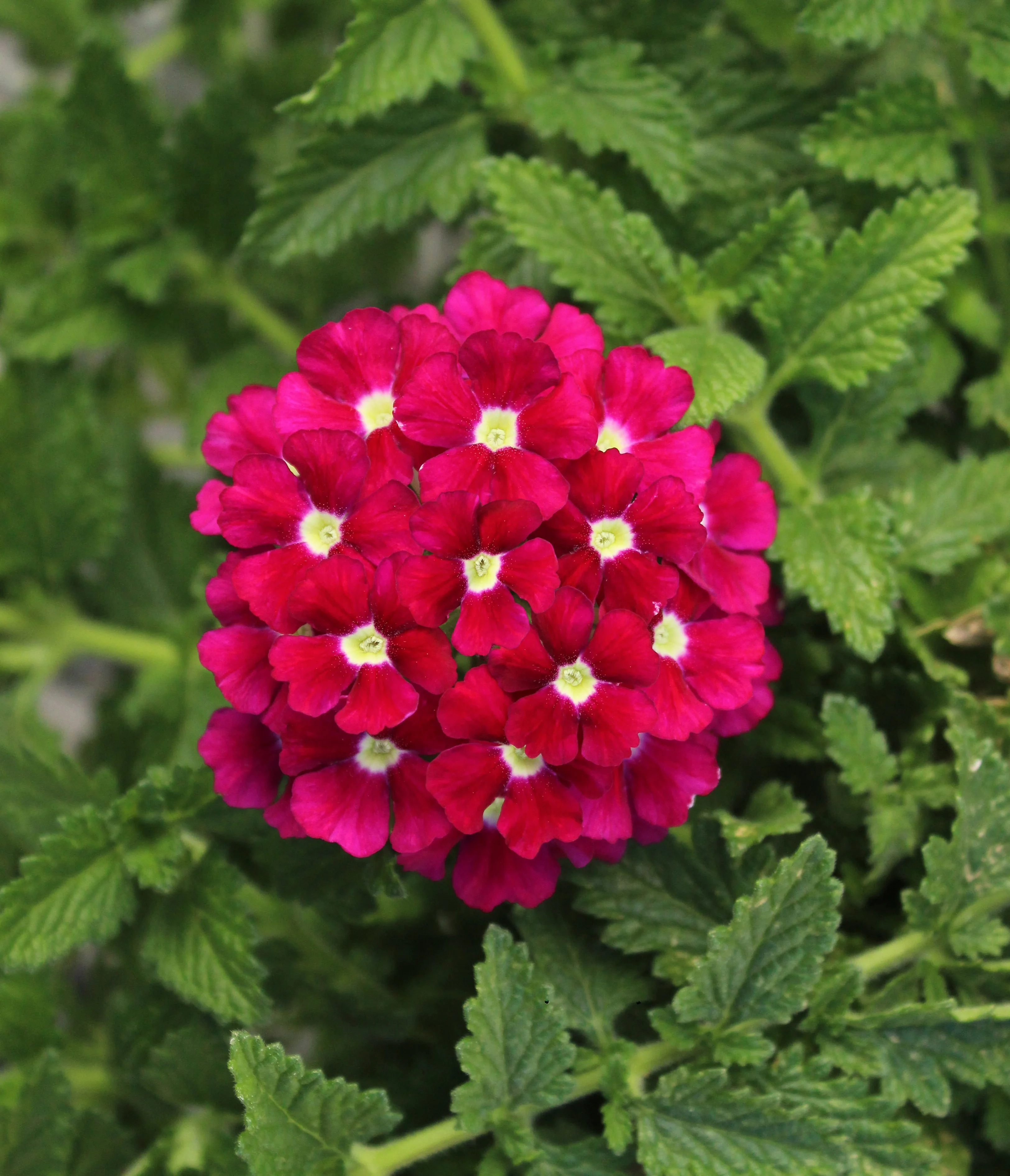 Firehouse™ Burgundy Verbena 1 Firehouse™ Burgundy Verbena